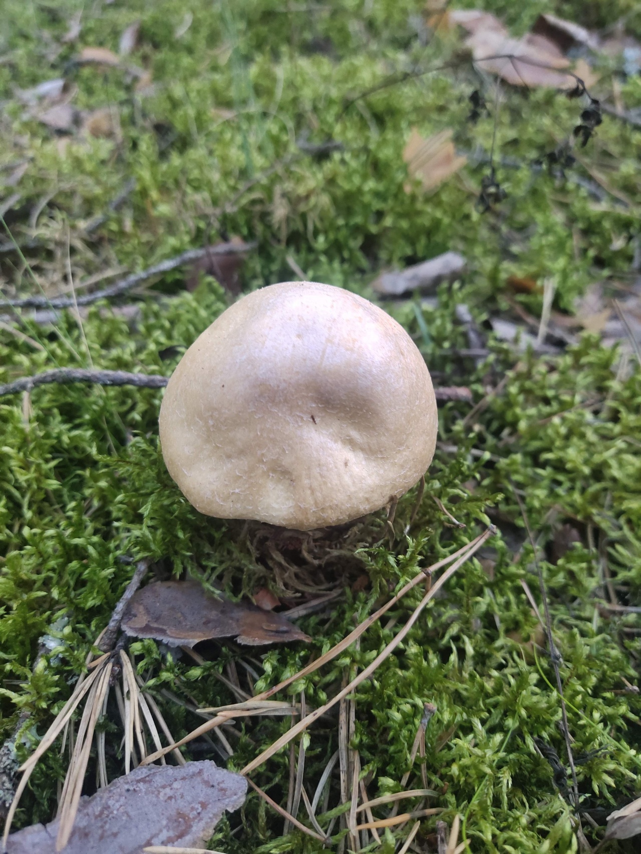 Распознавание грибов по фото