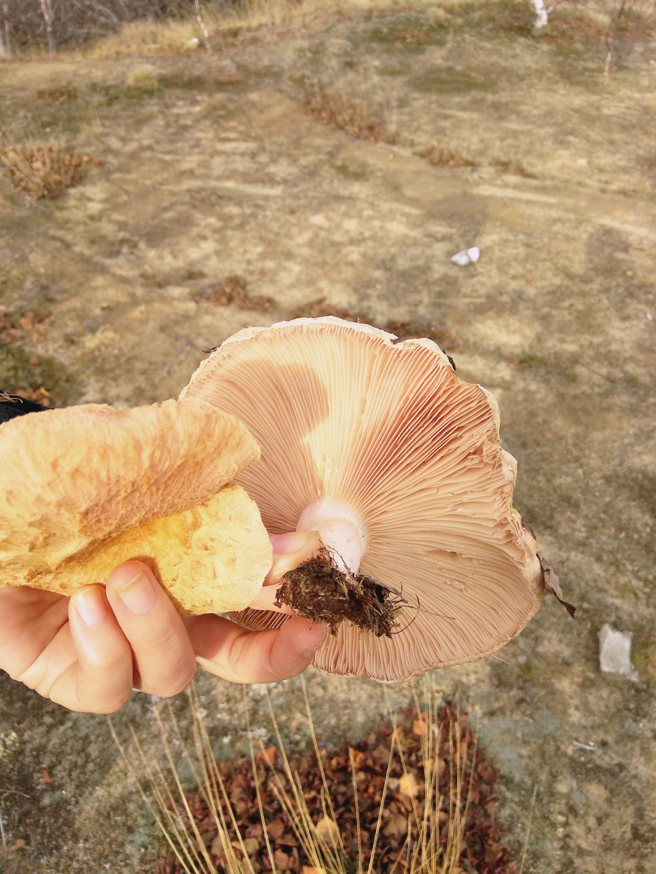 Белый гриб на Ямале