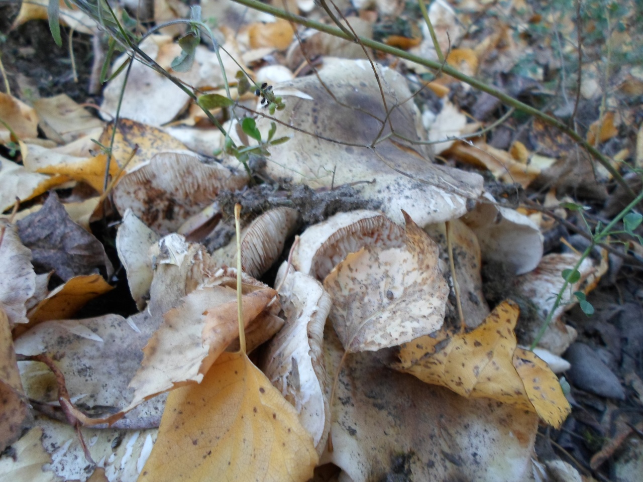 Съедобные грибы Красноярского края