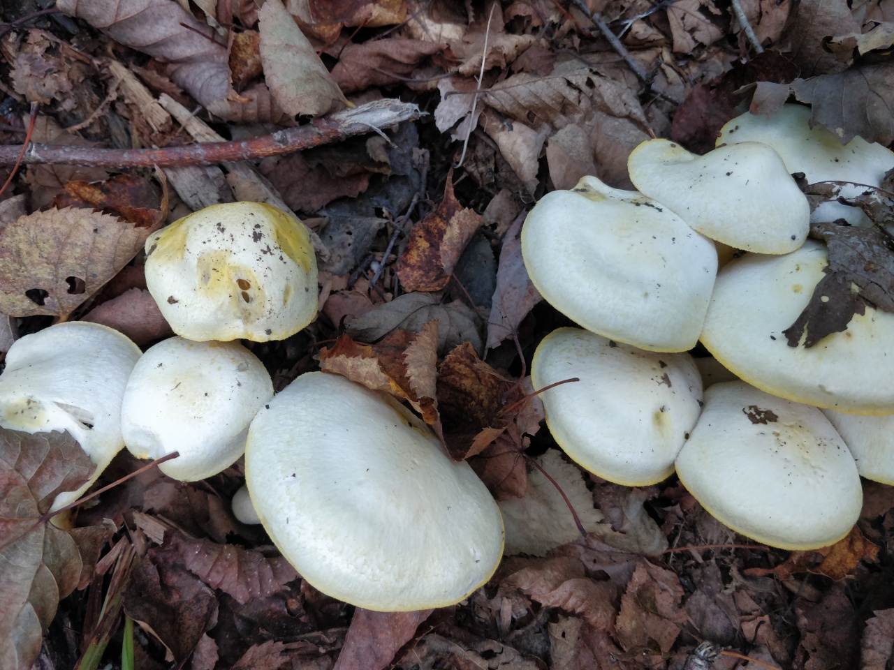 Липовики грибы в Приморском