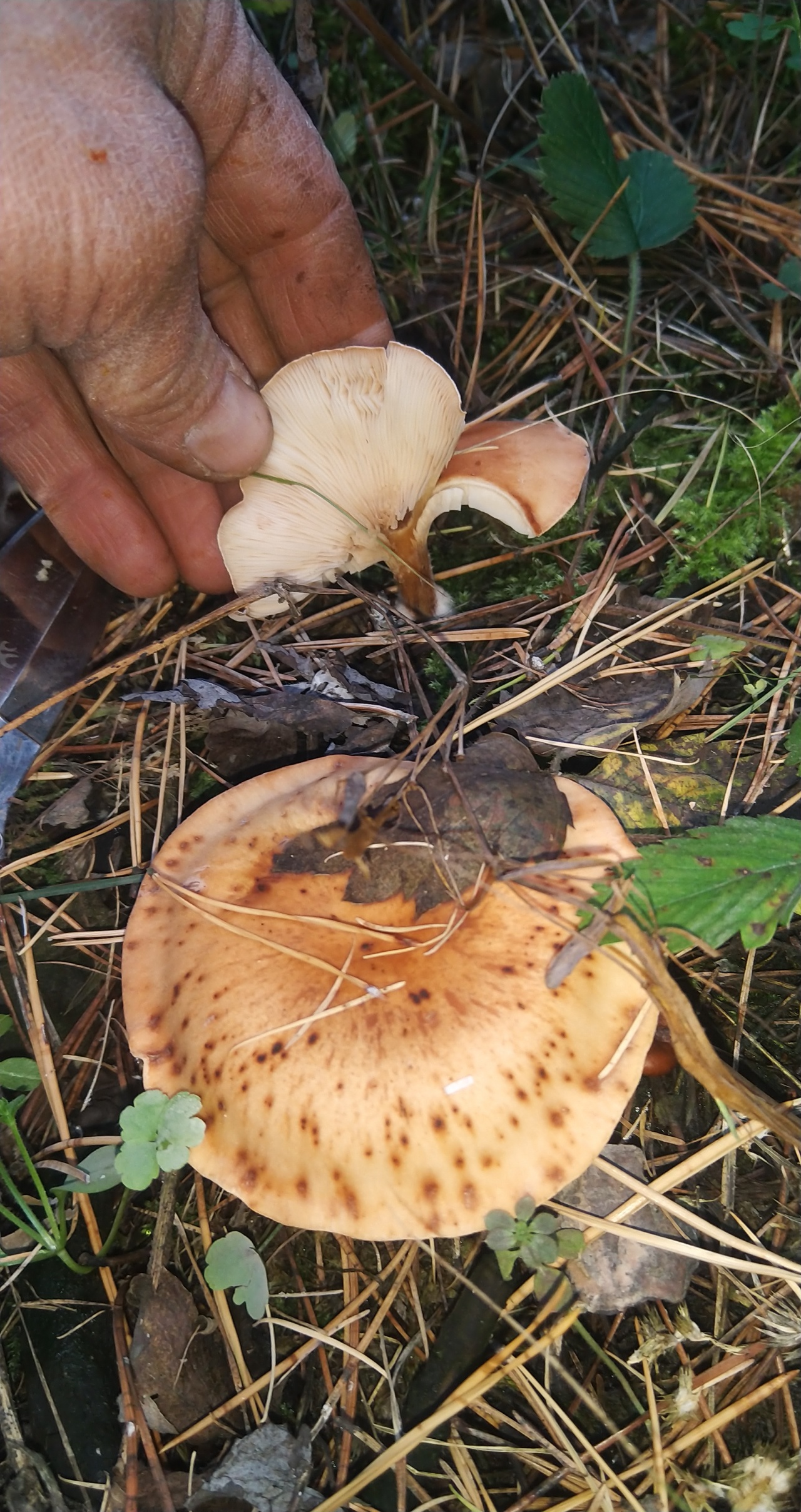 грибы башкирии фото с названиями