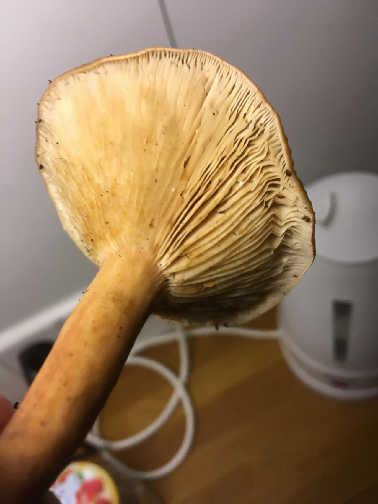 Высокий гриб на тонкой ножке трещетка