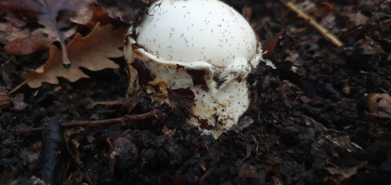 Мухомор яйцевидный - Amanita ovoidea