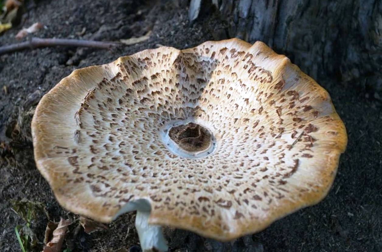Древесный гриб Агарикус