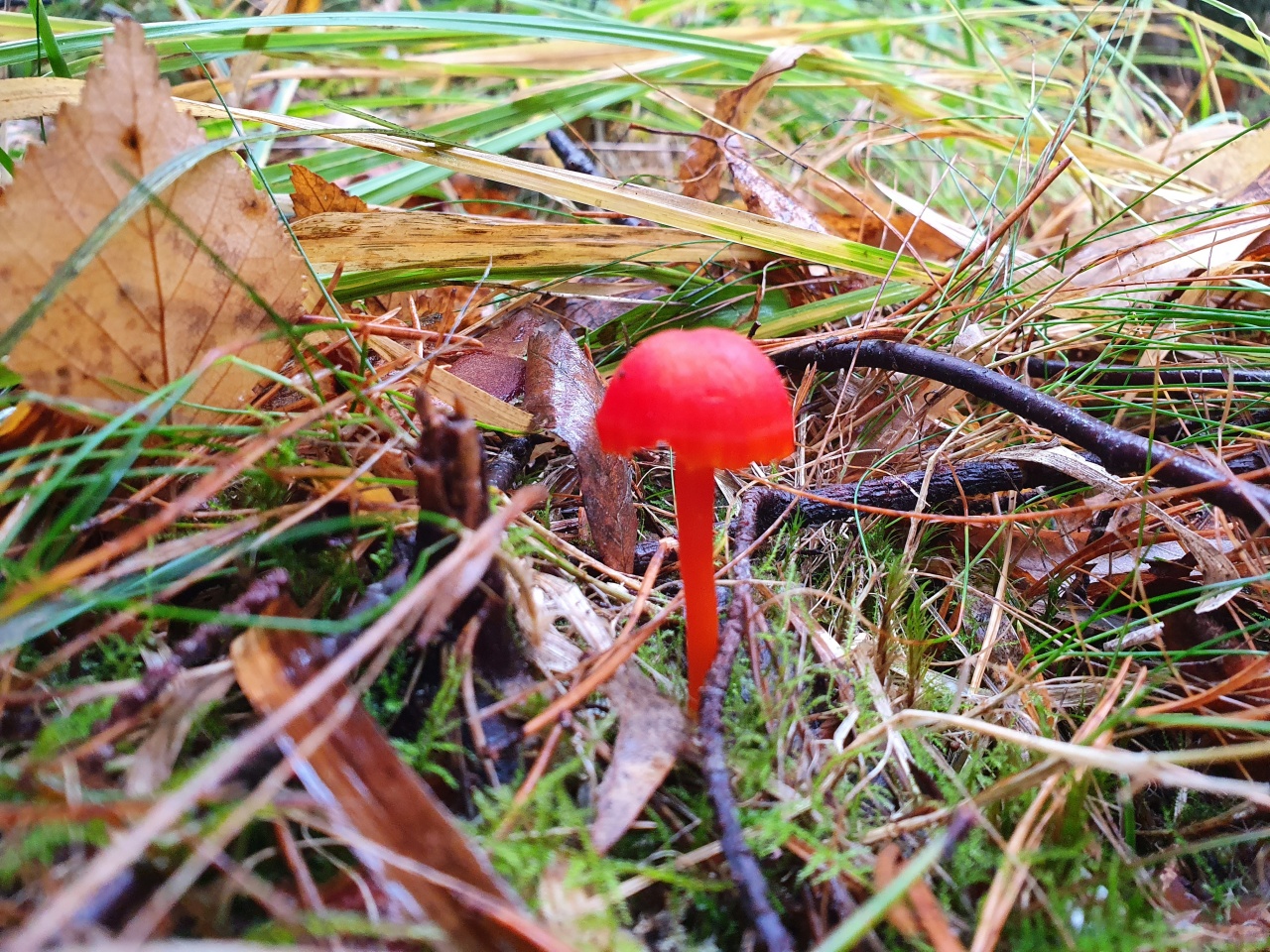 Красный гриб Страдивари