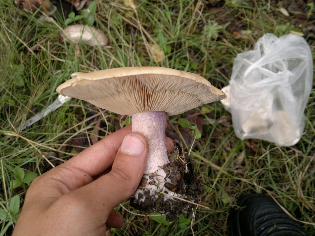 Что за гриб синеножка фото и описание