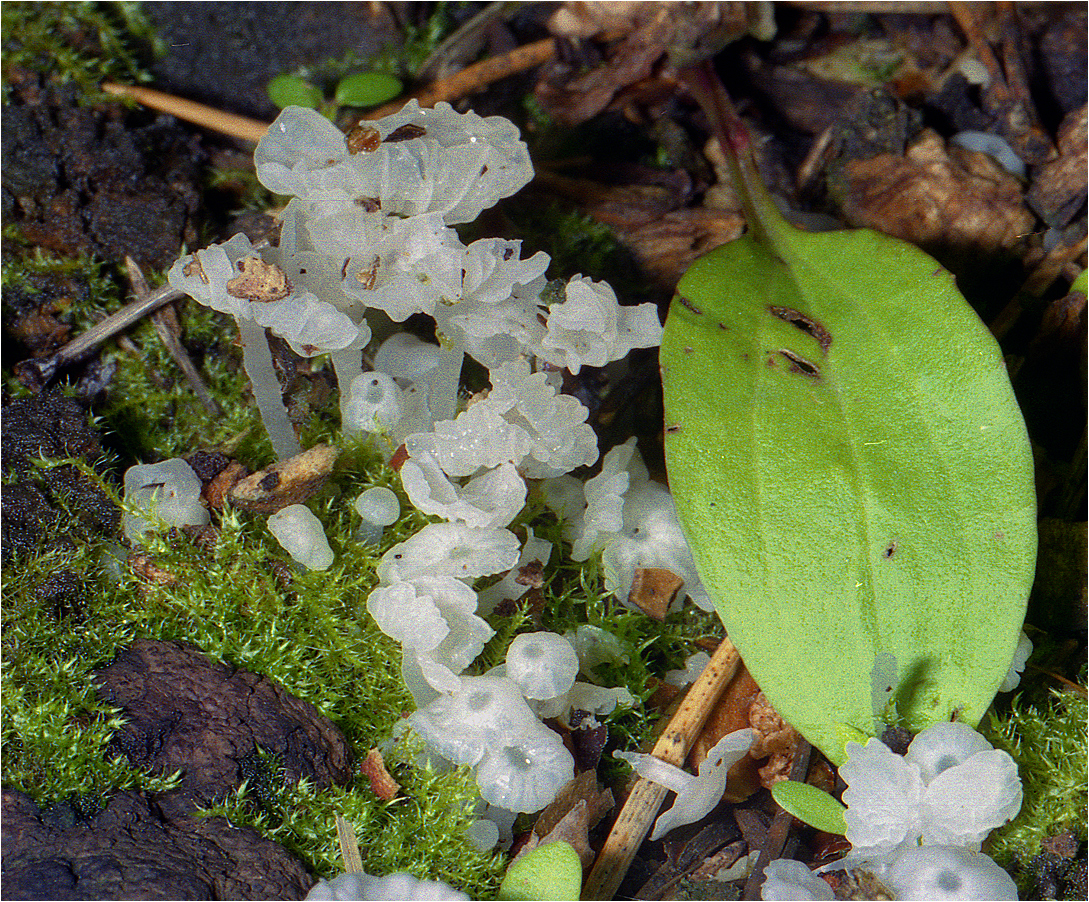 Деликатула маленькая - Delicatula integrella