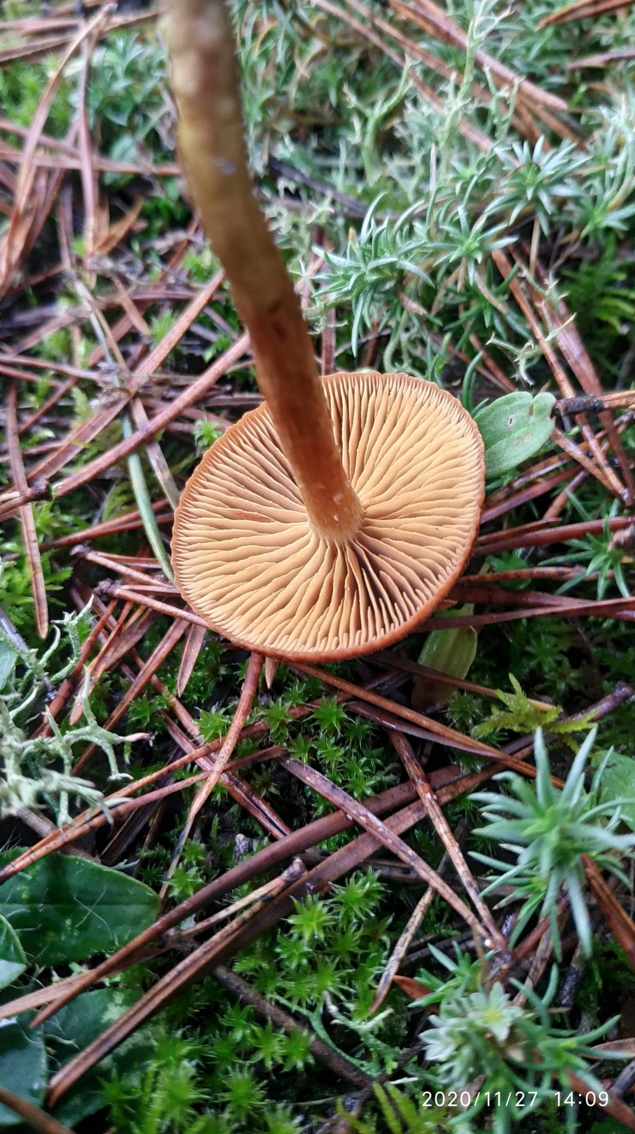 Литовские грибы
