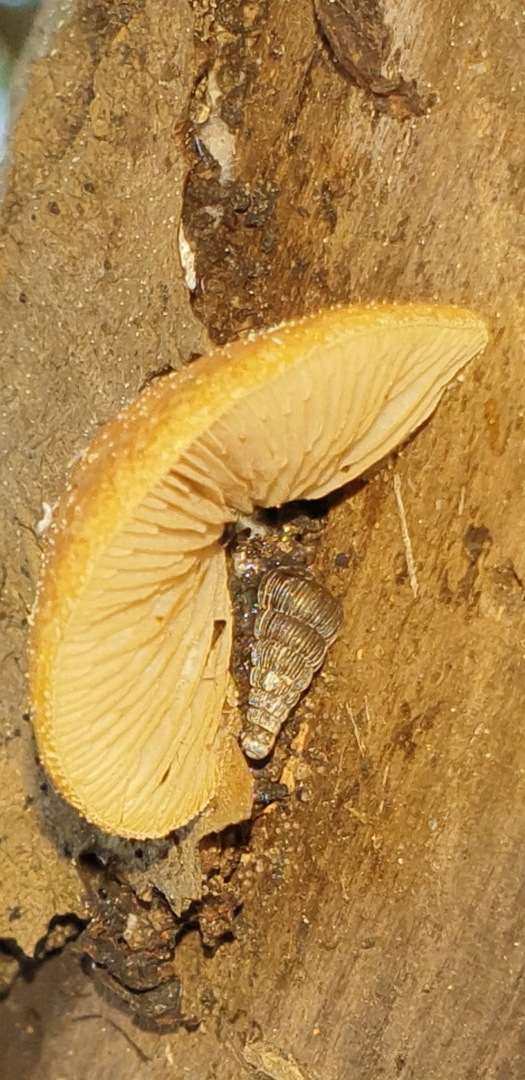 Крепидот красивочешуйчатый - Crepidotus calolepis