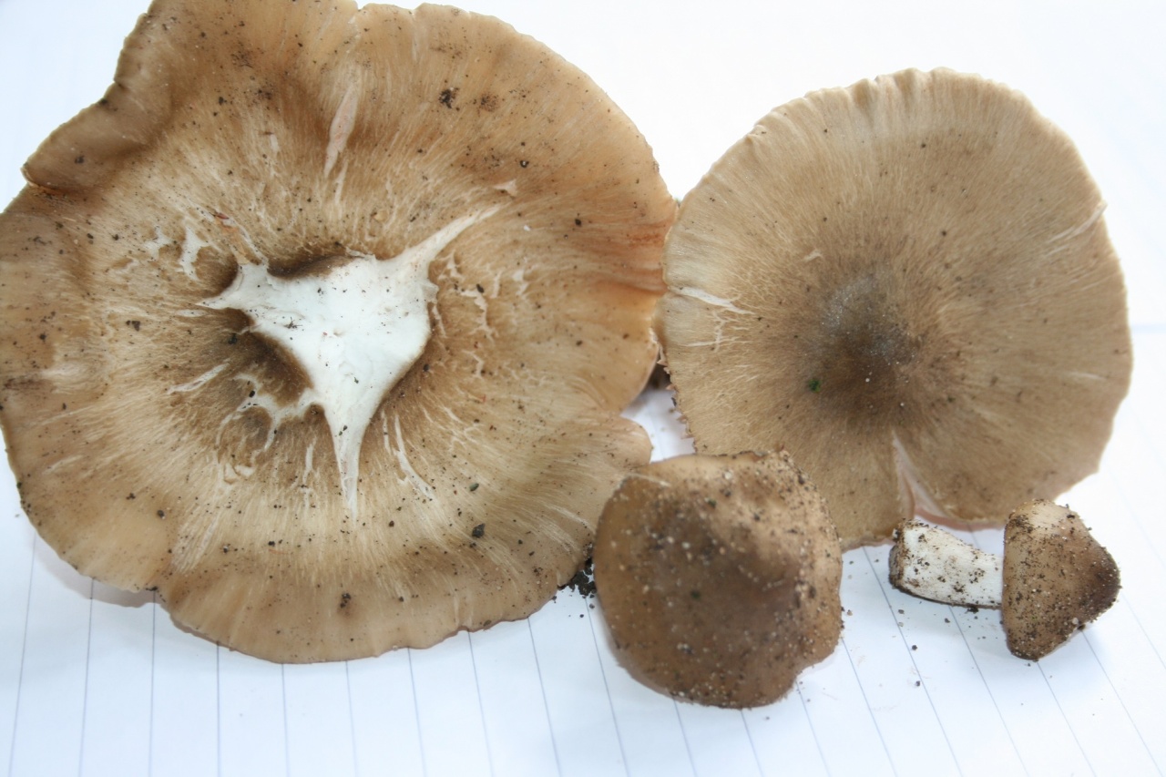 Какие грибы растут под грецким орехом