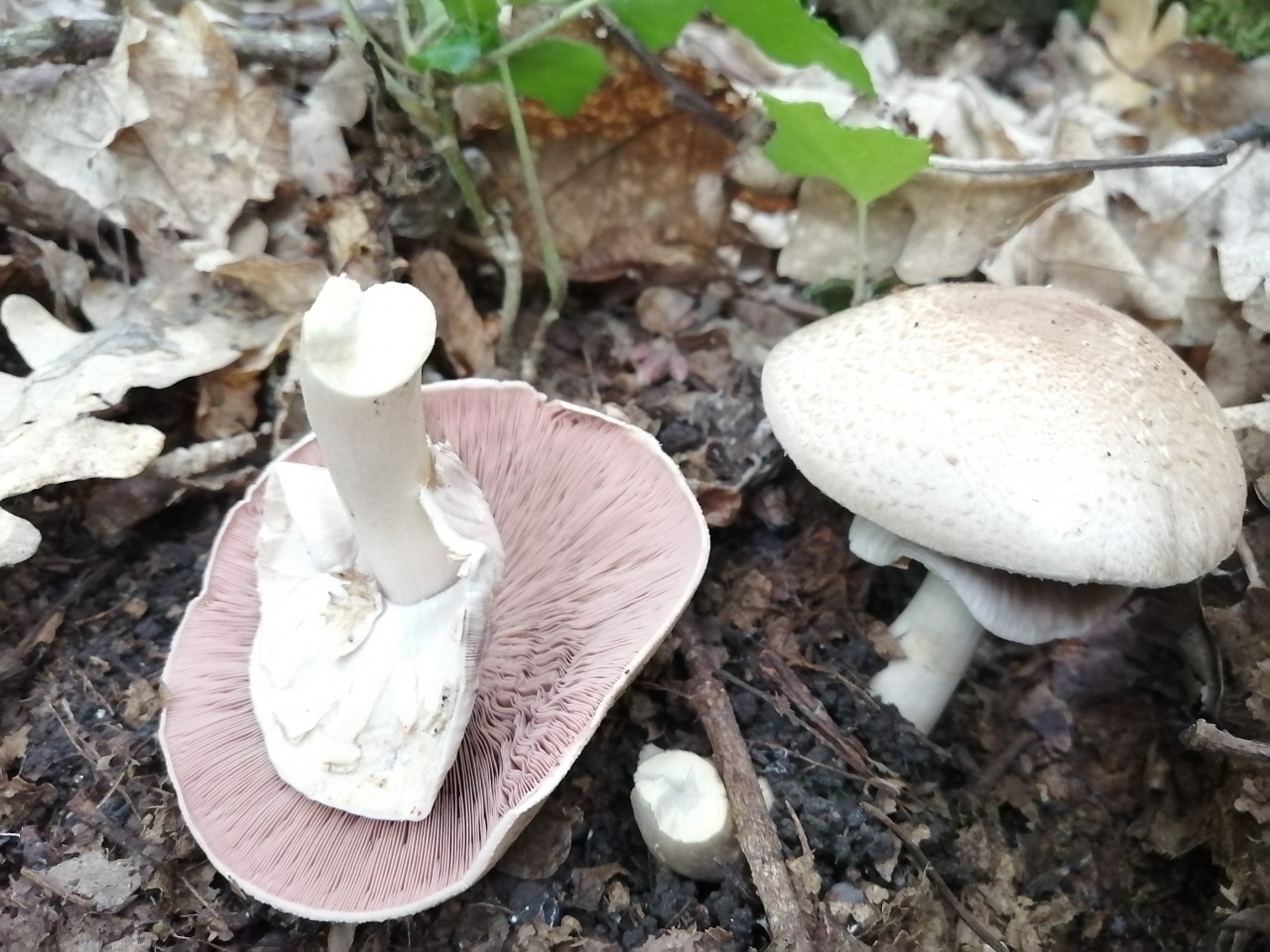 Крымский гриб пахнущий духами