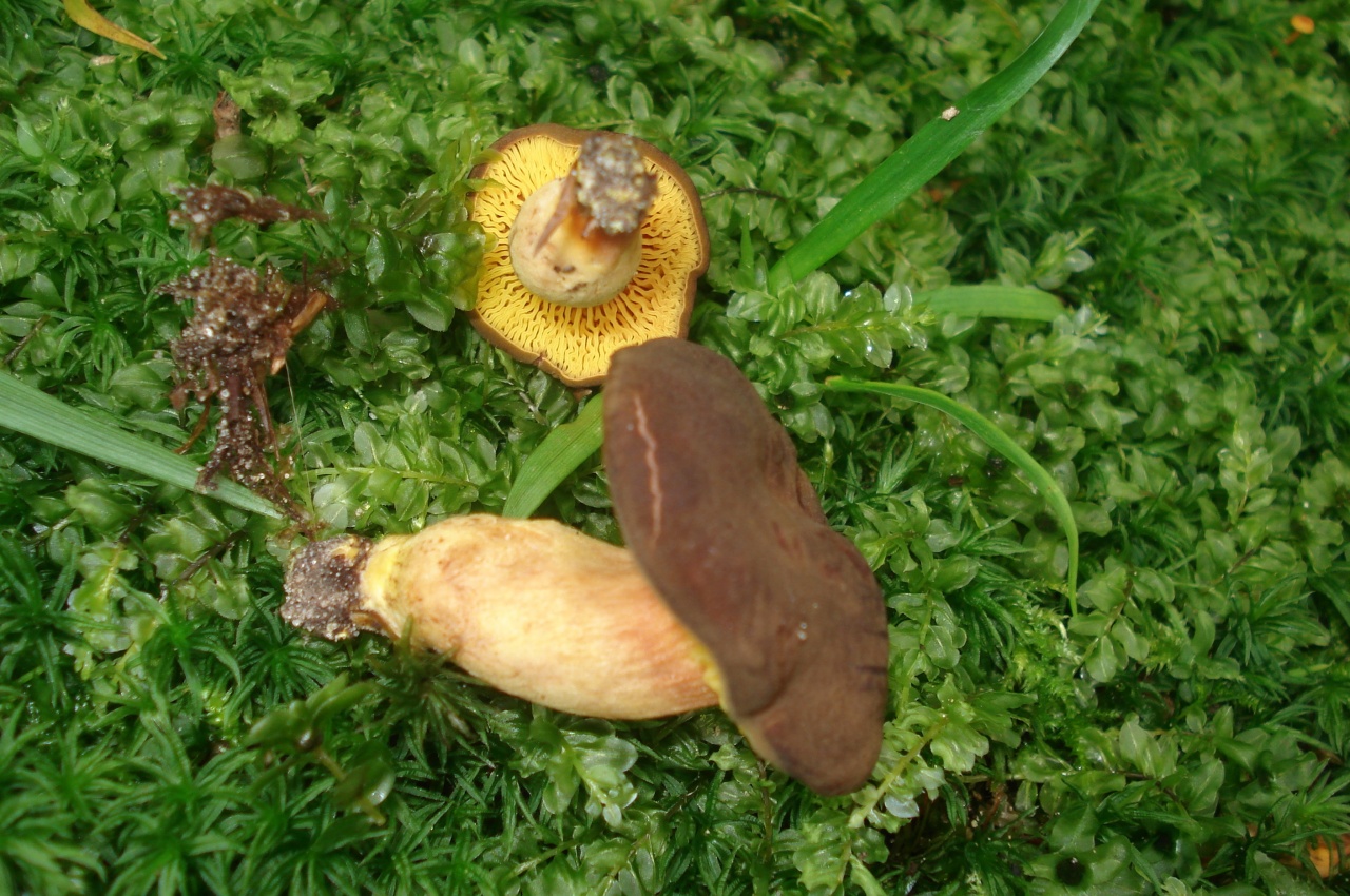 Филлопорус розово-золотистый - Phylloporus pelletieri