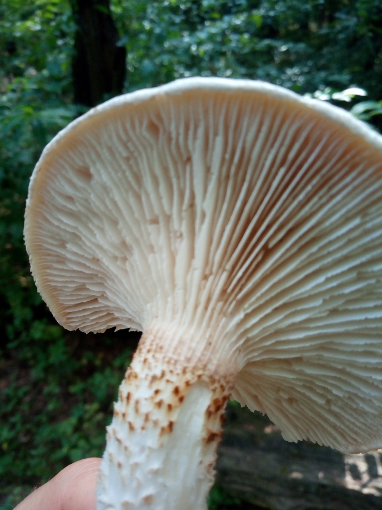 Пилолистник чешуйчатый (Шпальный гриб) - Neolentinus lepideus