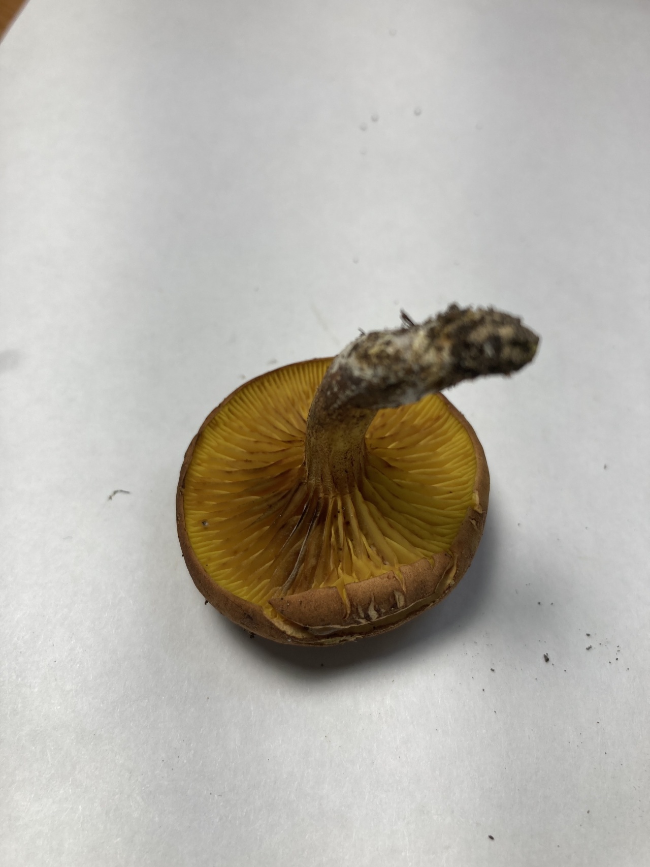 Филлопорус розово-золотистый - Phylloporus pelletieri