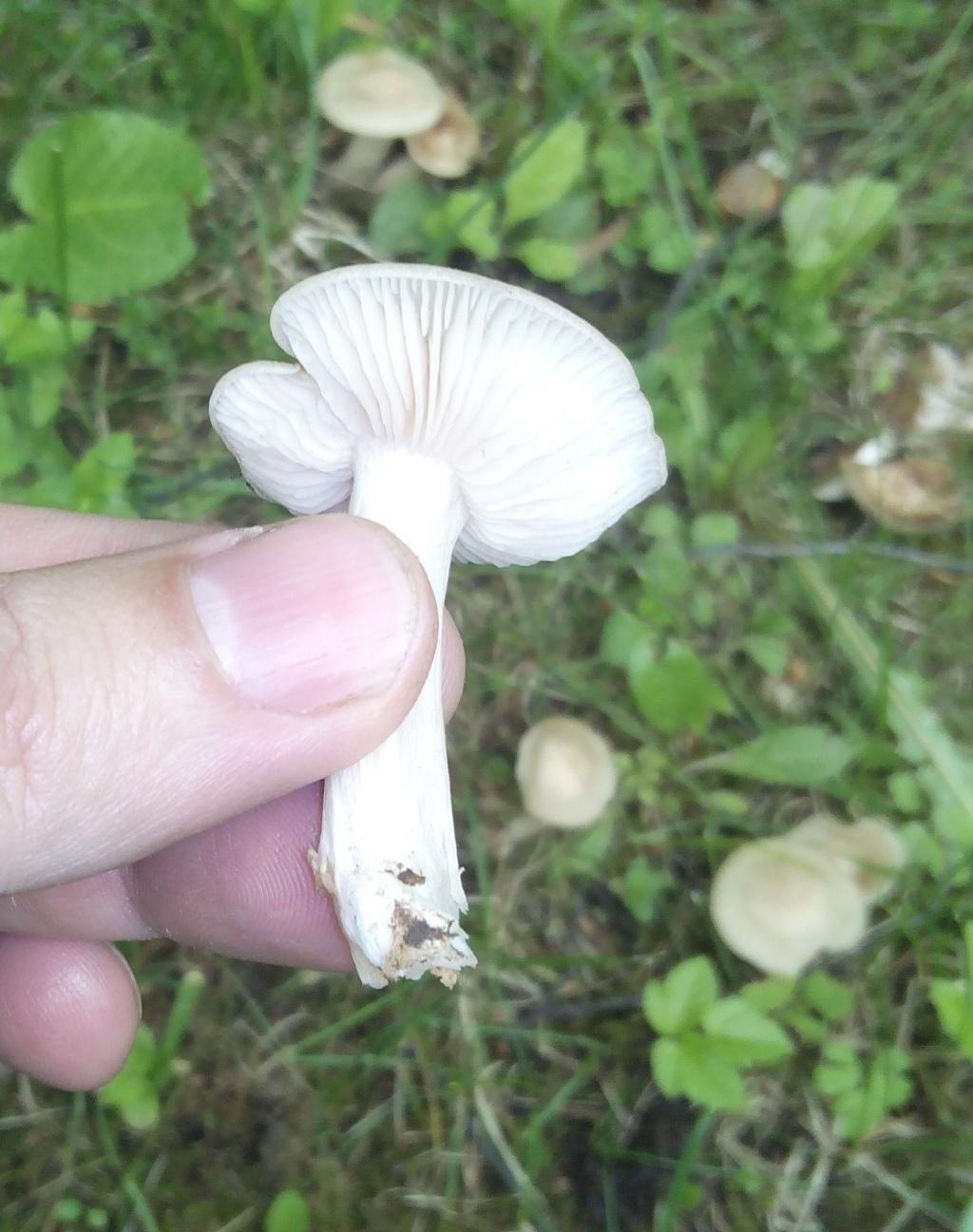 Энтолома Садовая Entoloma clypeatum