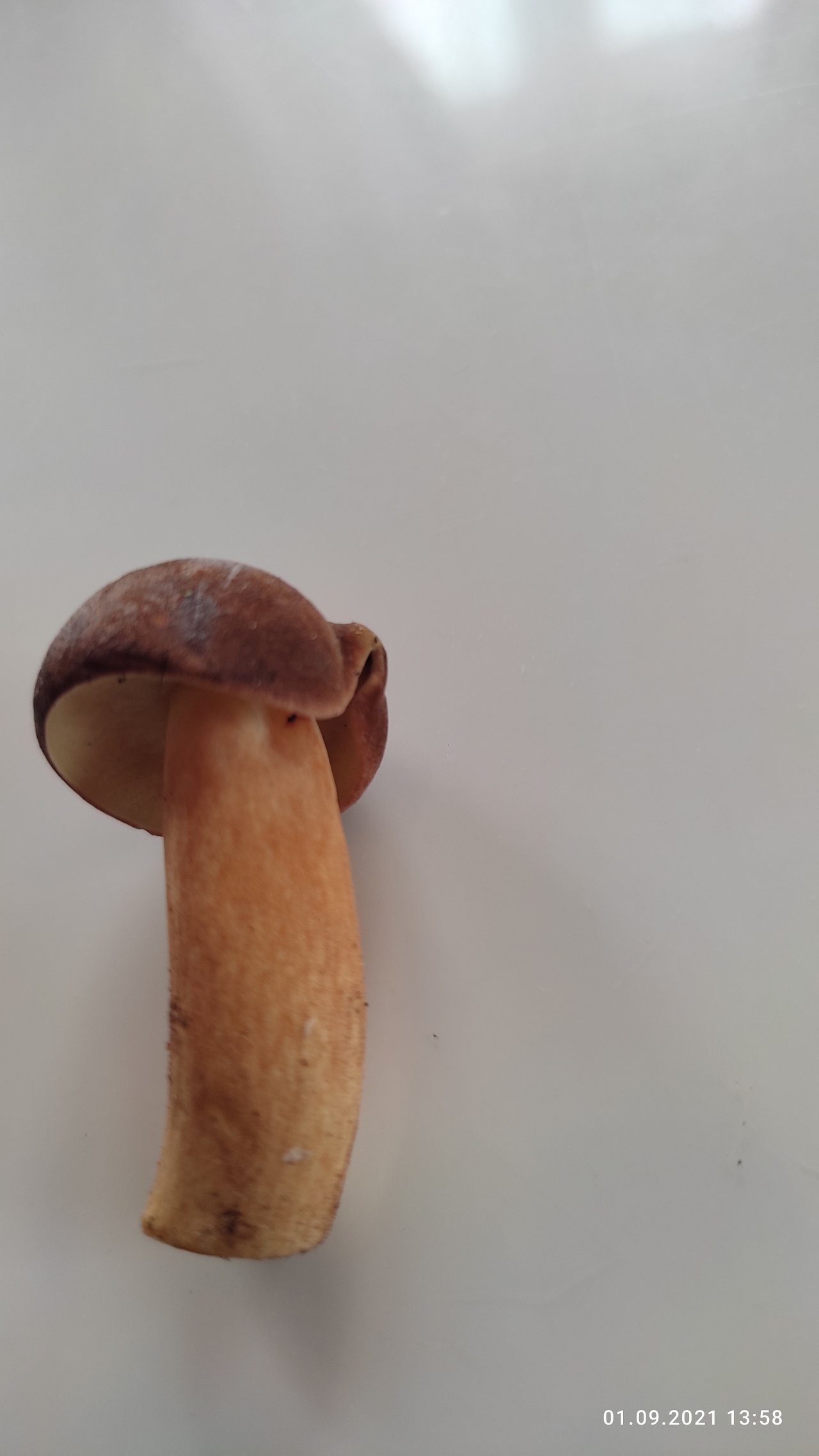 Польский гриб - Imleria badia
