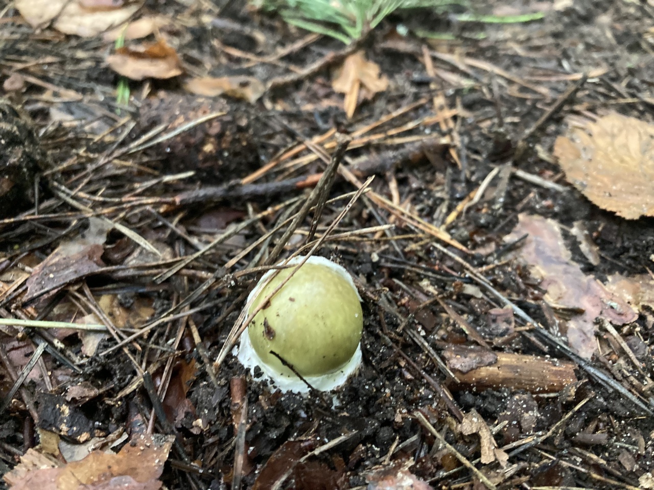 Бледная поганка - Amanita phalloides