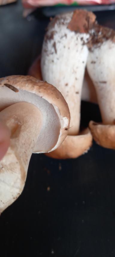 Белый гриб дубовый (Боровик сетчатый) - Boletus reticulatus