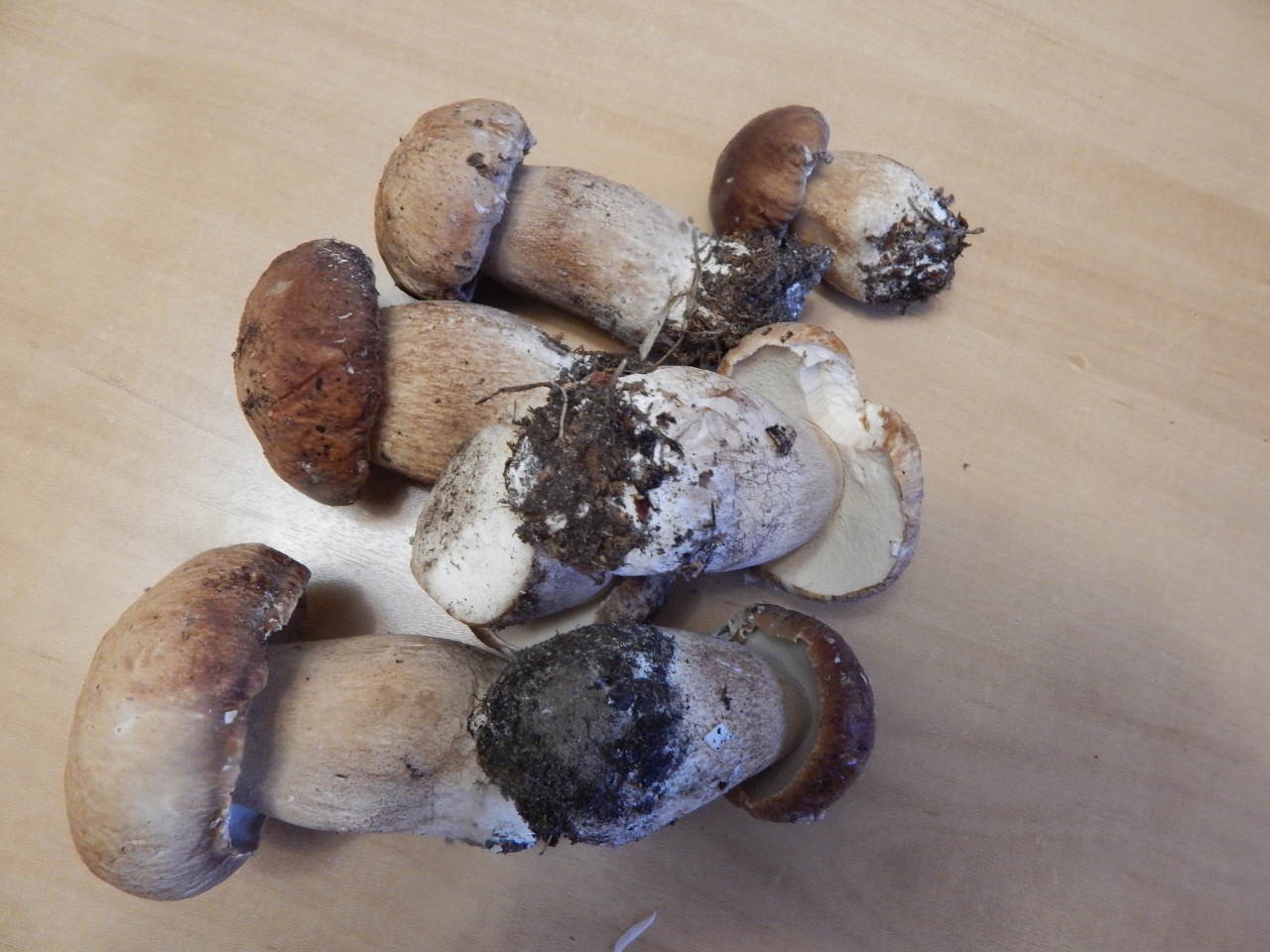 Белый гриб дубовый (Боровик сетчатый) - Boletus reticulatus