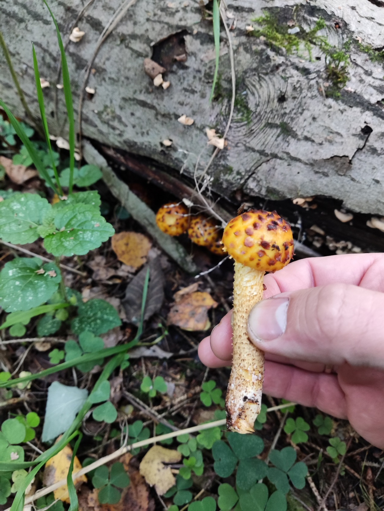 Золотая чешуйчатка гриб