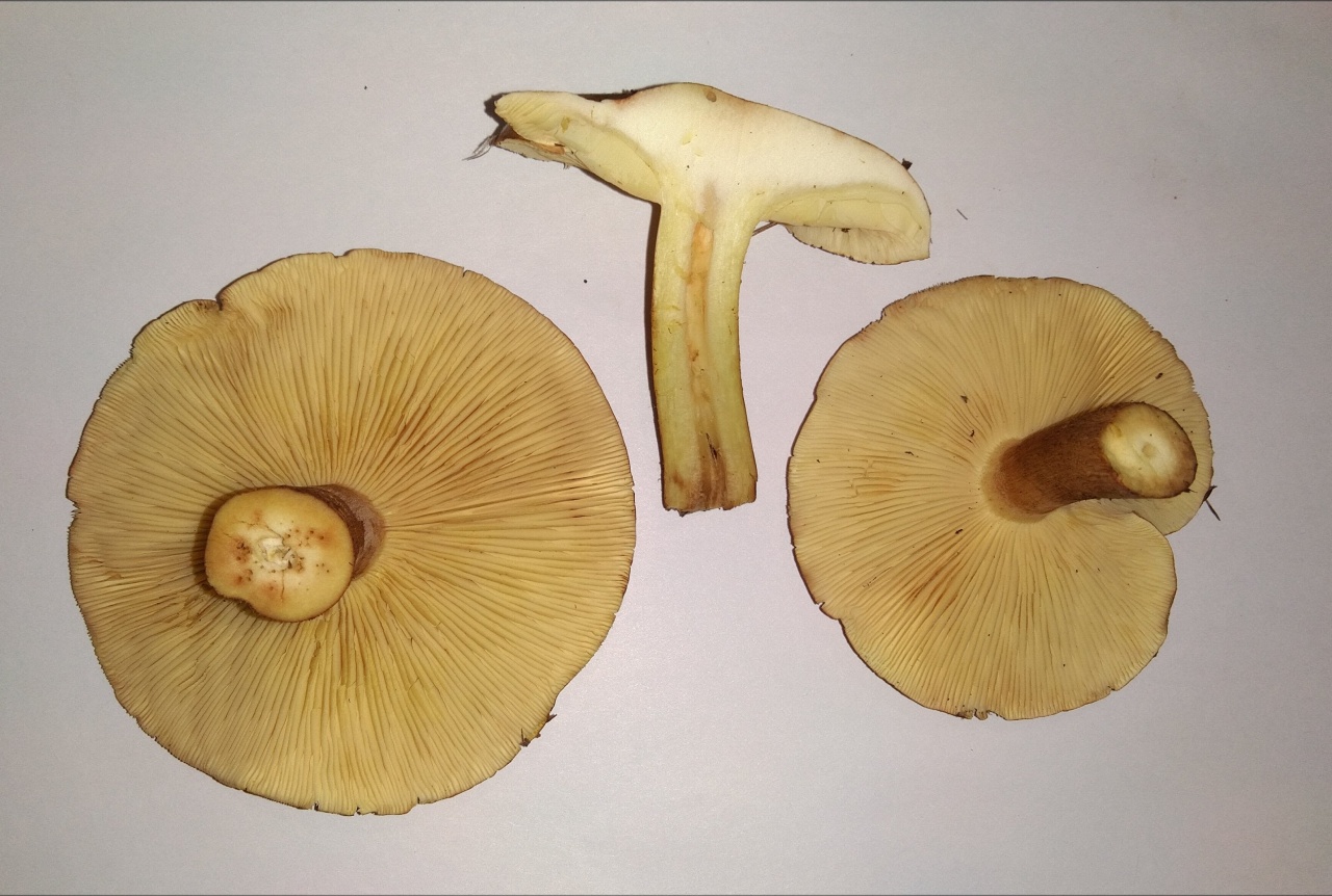 Рядовка жёлто-бурая - Tricholoma fulvum