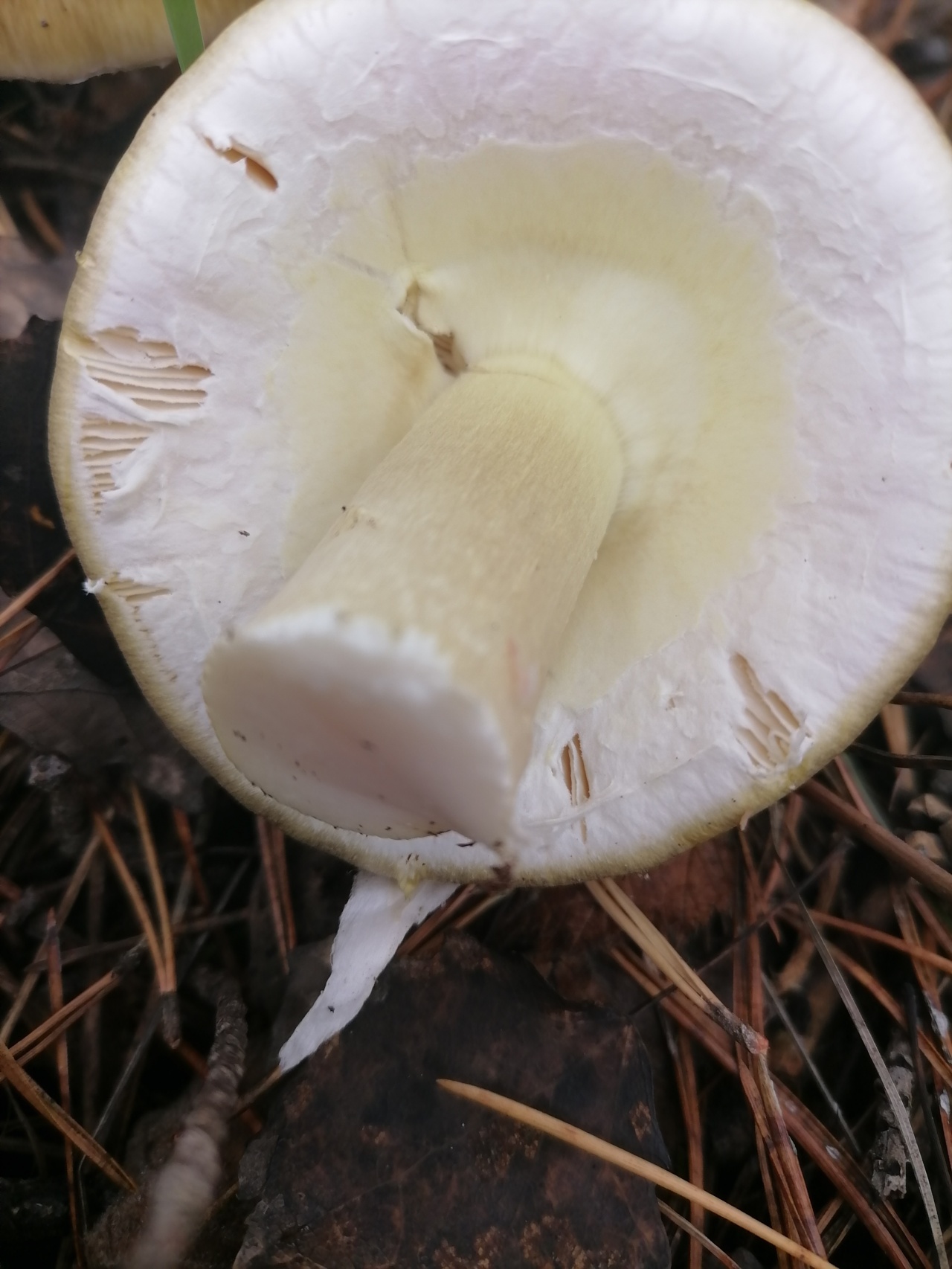 Бледная поганка - Amanita phalloides