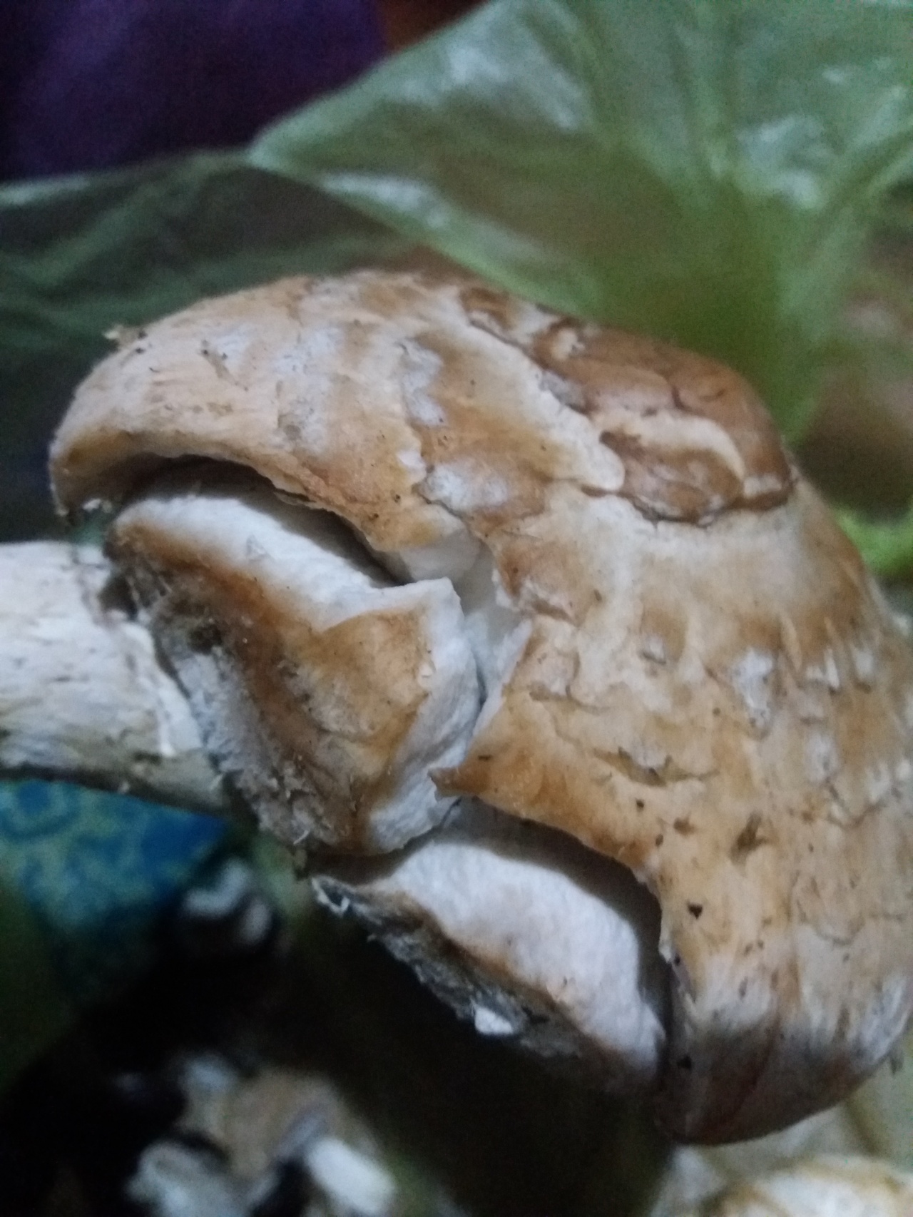 Чешуйчатка разрушающая - Pholiota populnea