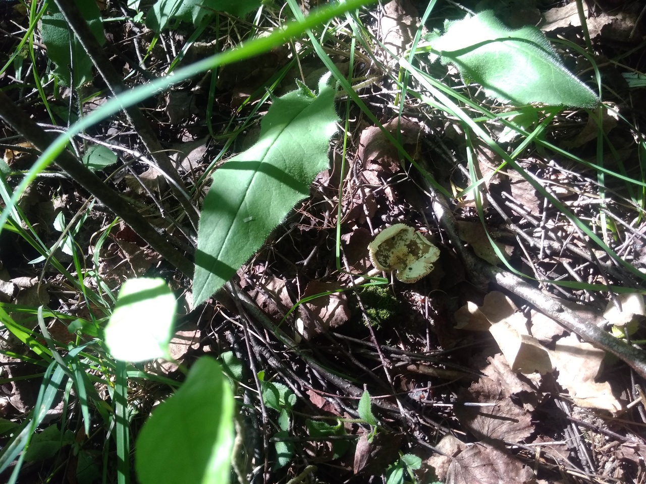 Сыроежка - Russula sp
