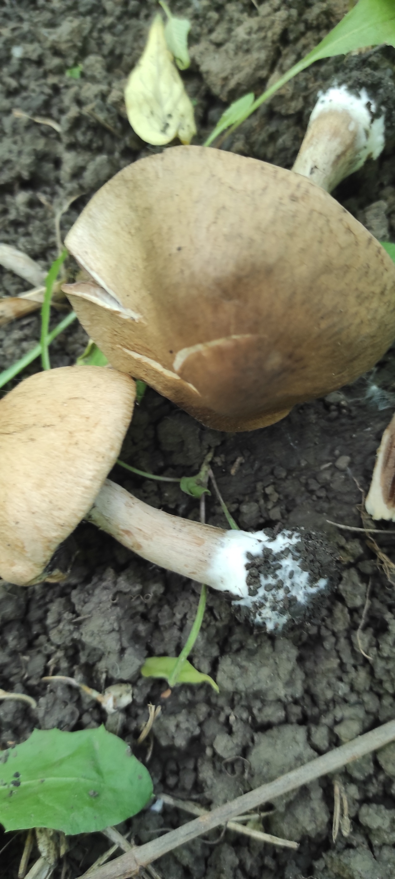 Грибы грибы