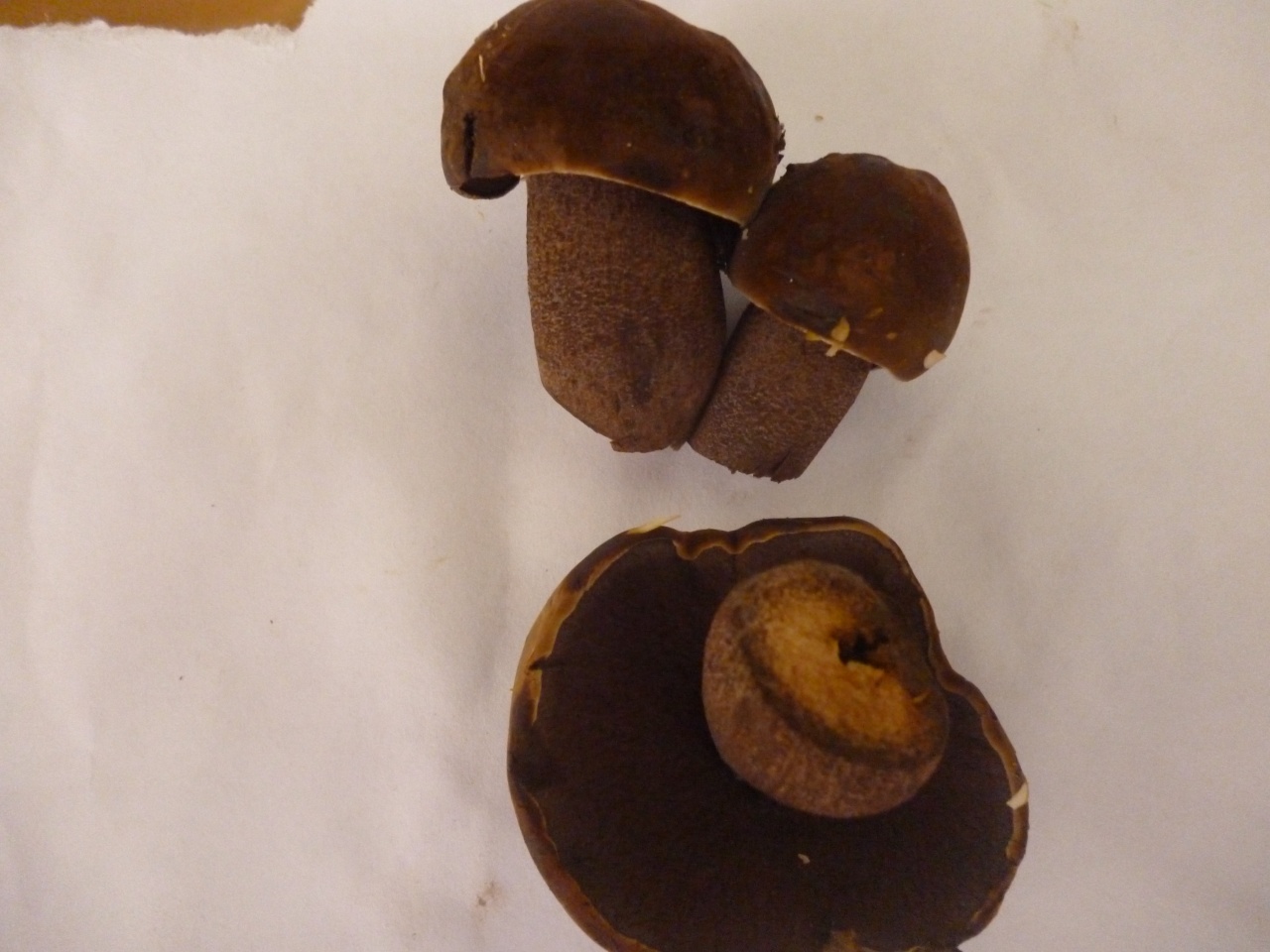 Марио коричневый гриб