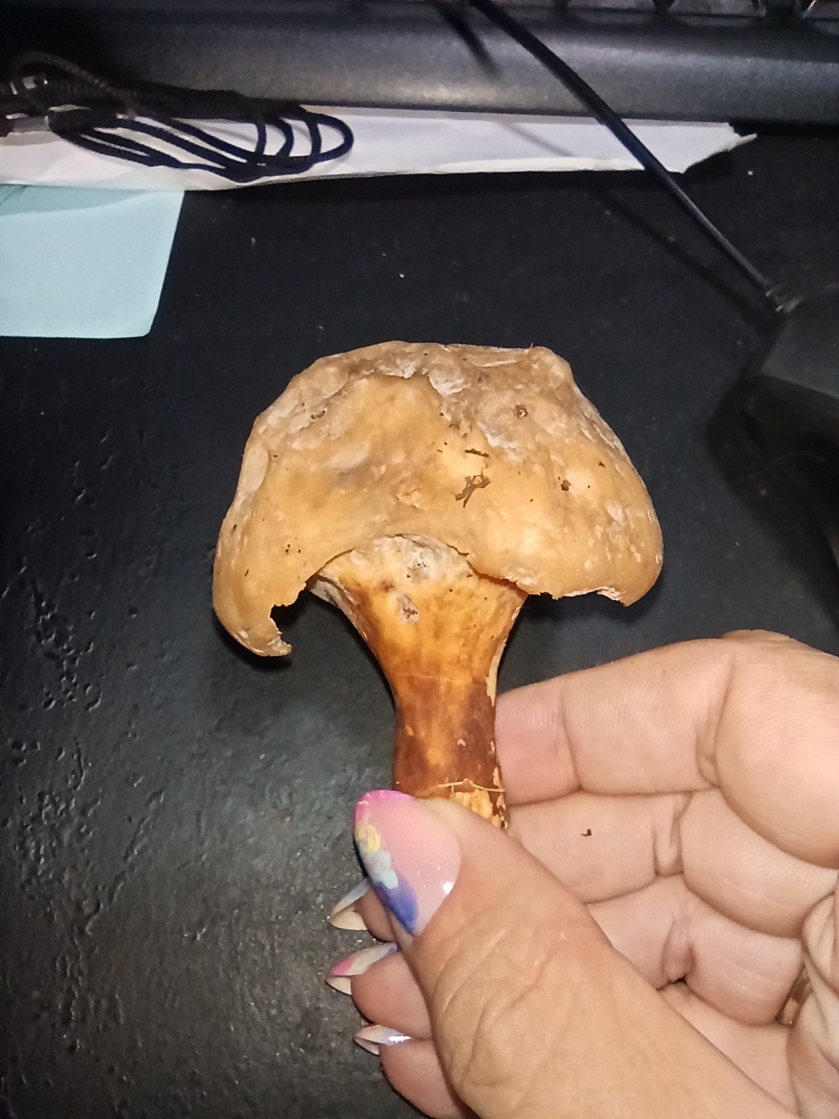 Снимок гриба