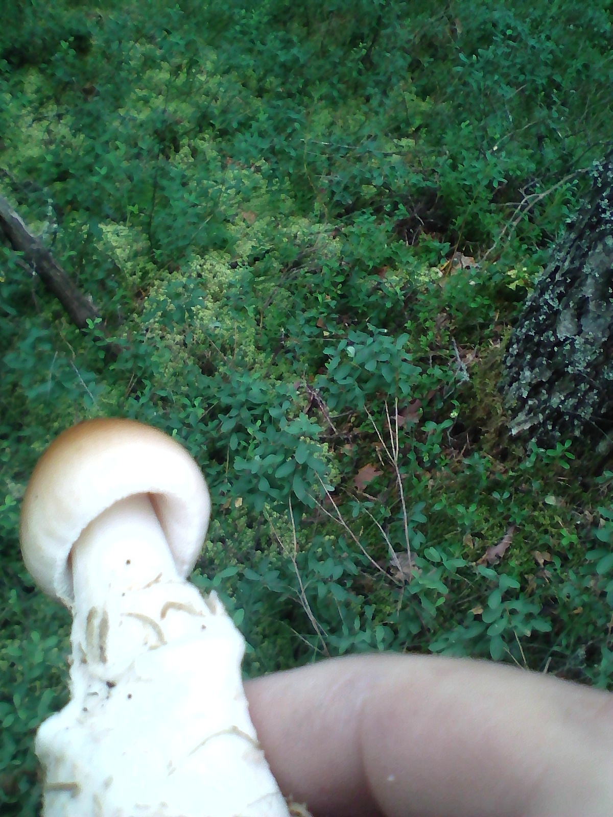 Необычные грибы Ленинградской области