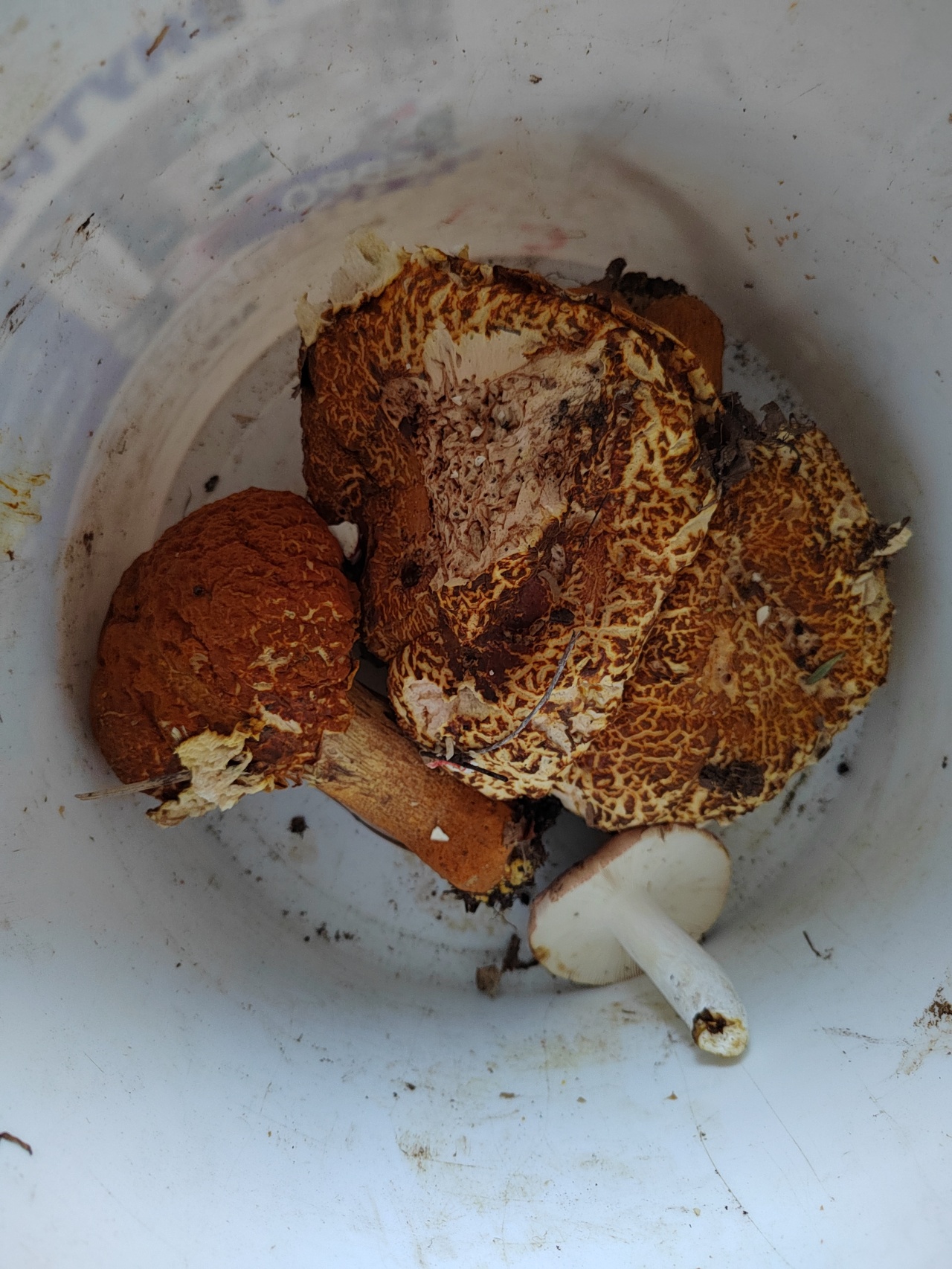 Обабки грибы Приморского края