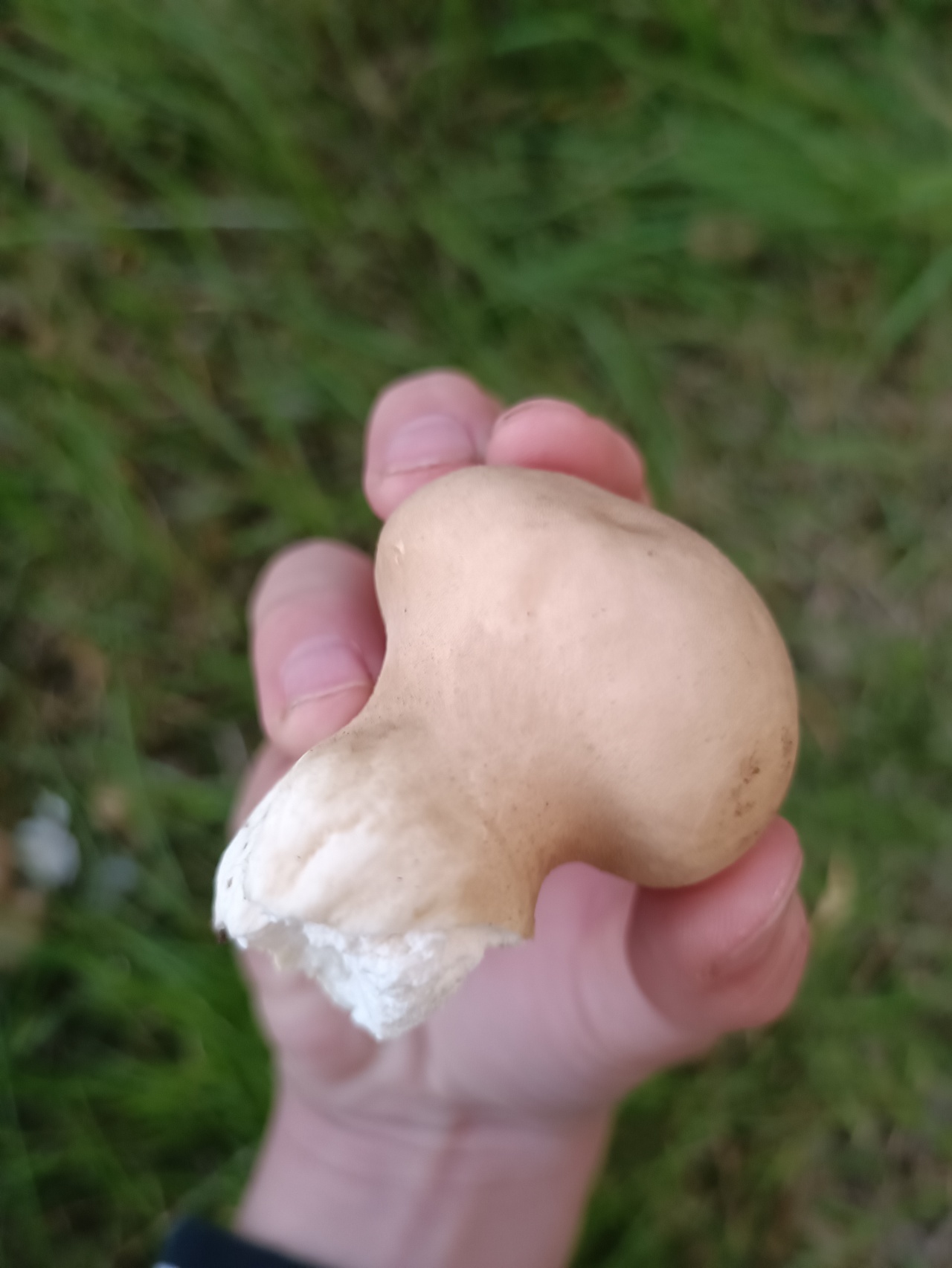 Хозяйство Воронова грибы