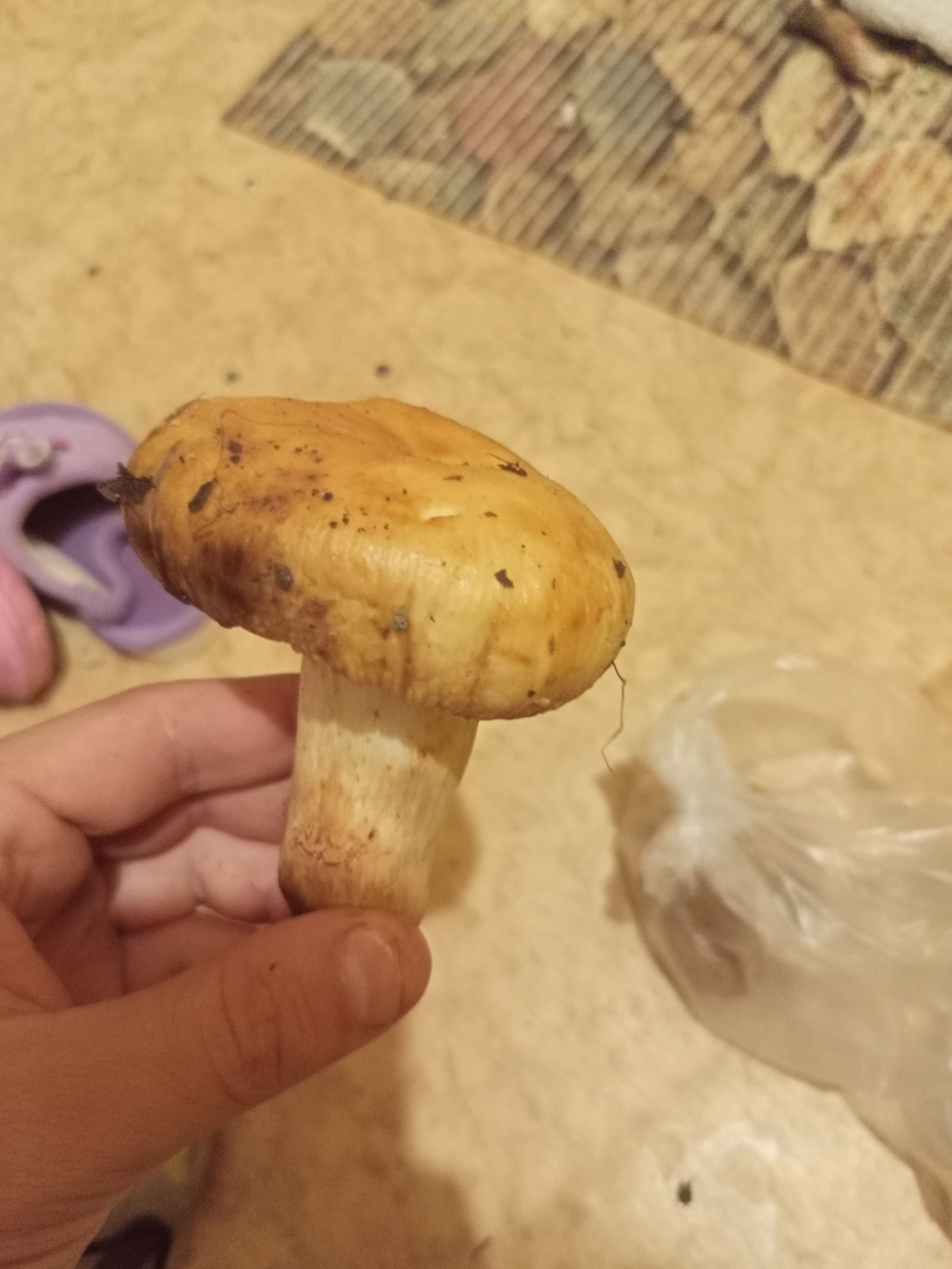 Грибы похожие на белый гриб
