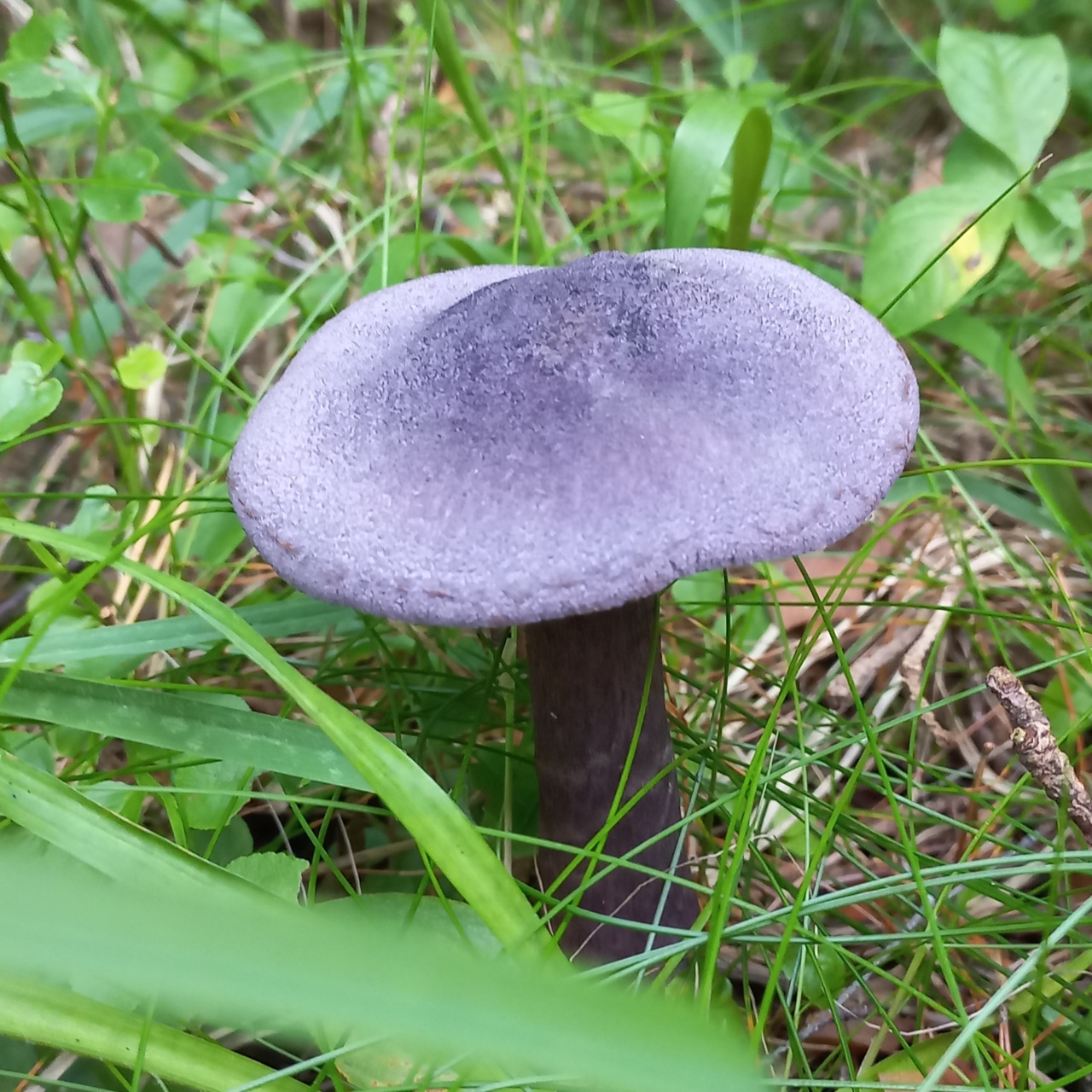 паутинник фиолетовый фото съедобный или нет