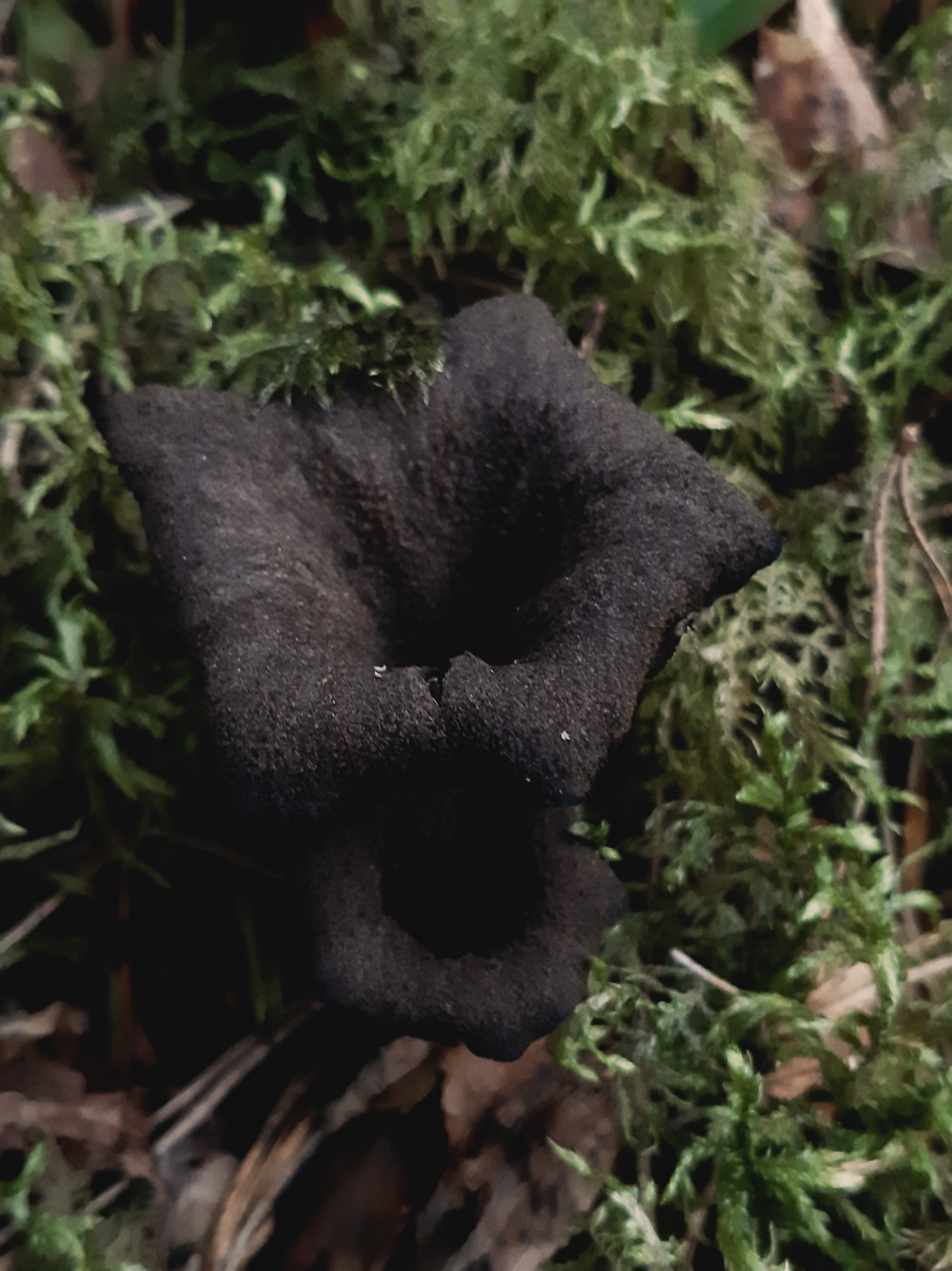 Лисичка черная - Craterellus cornucopioides