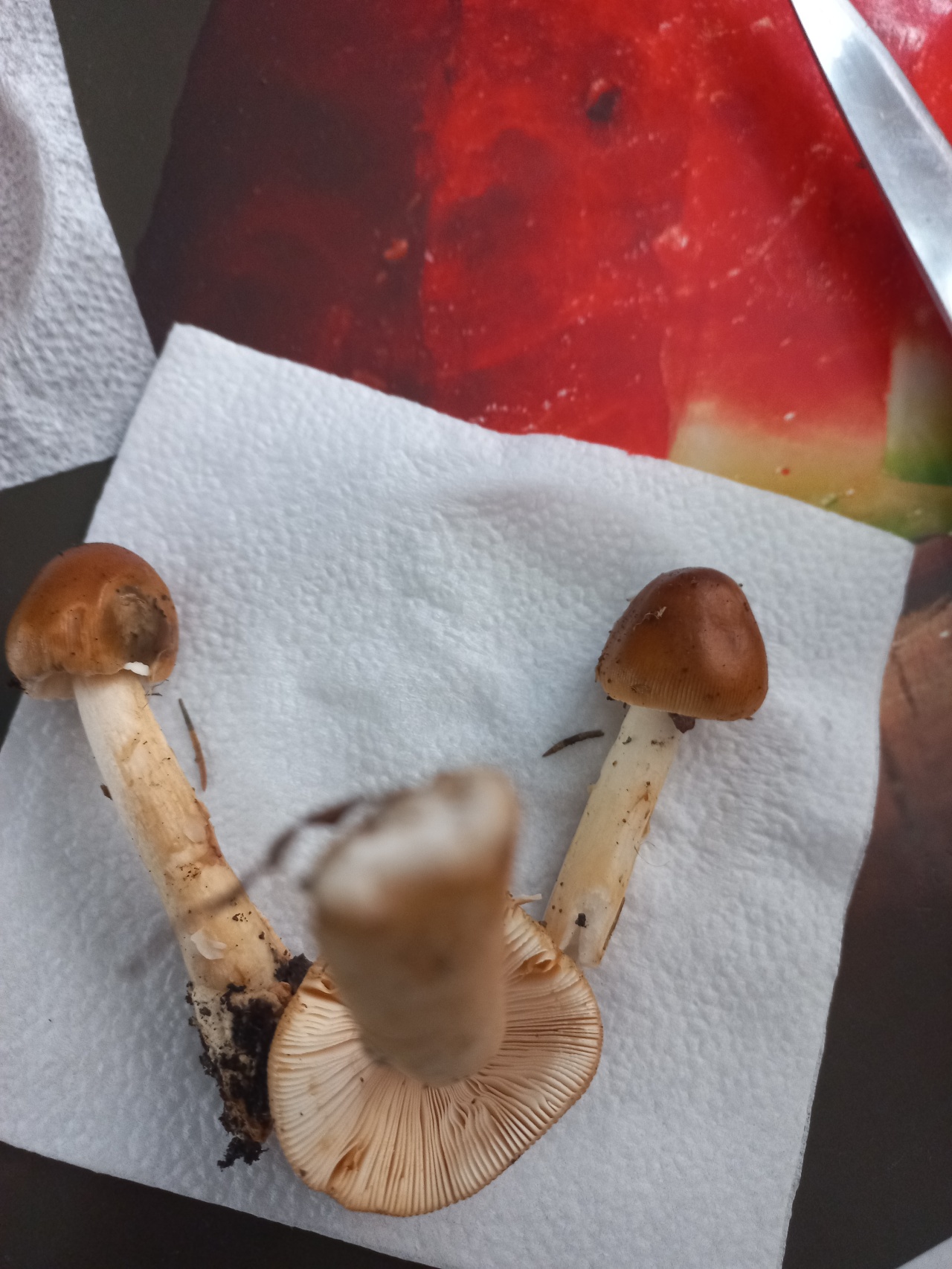День грибов