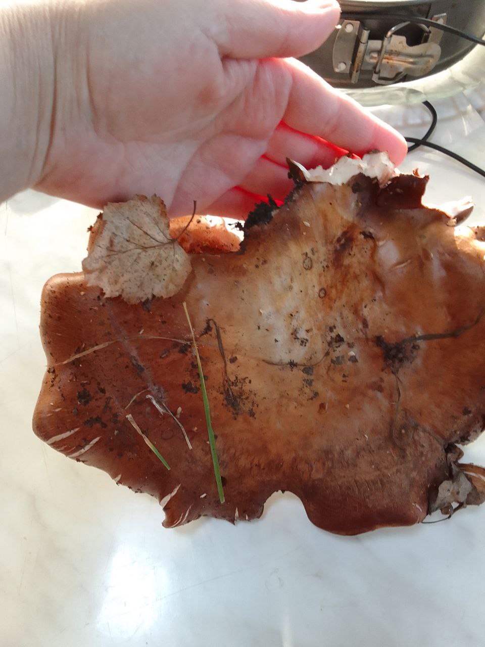 Неядовитые грибы Алтайского края