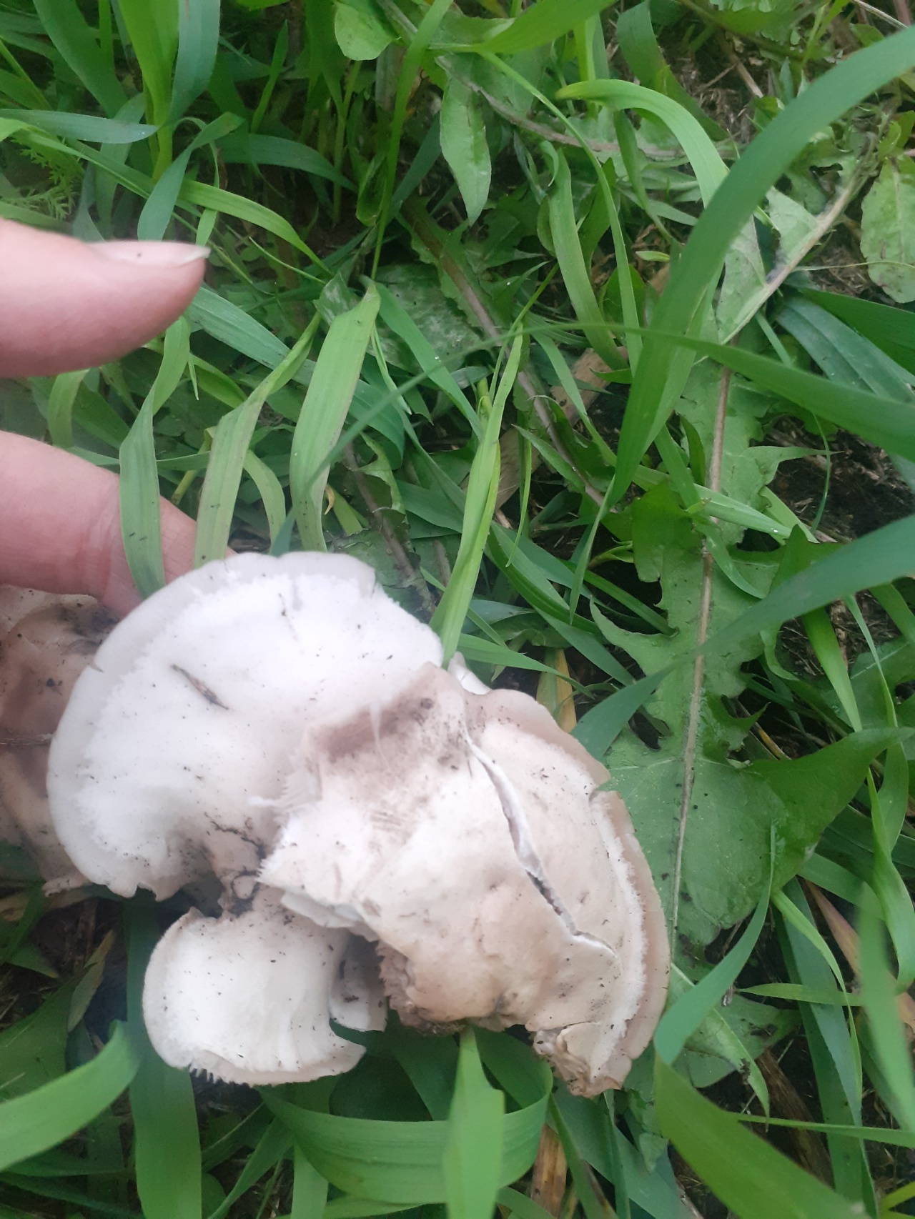 Распознать грибы по фото