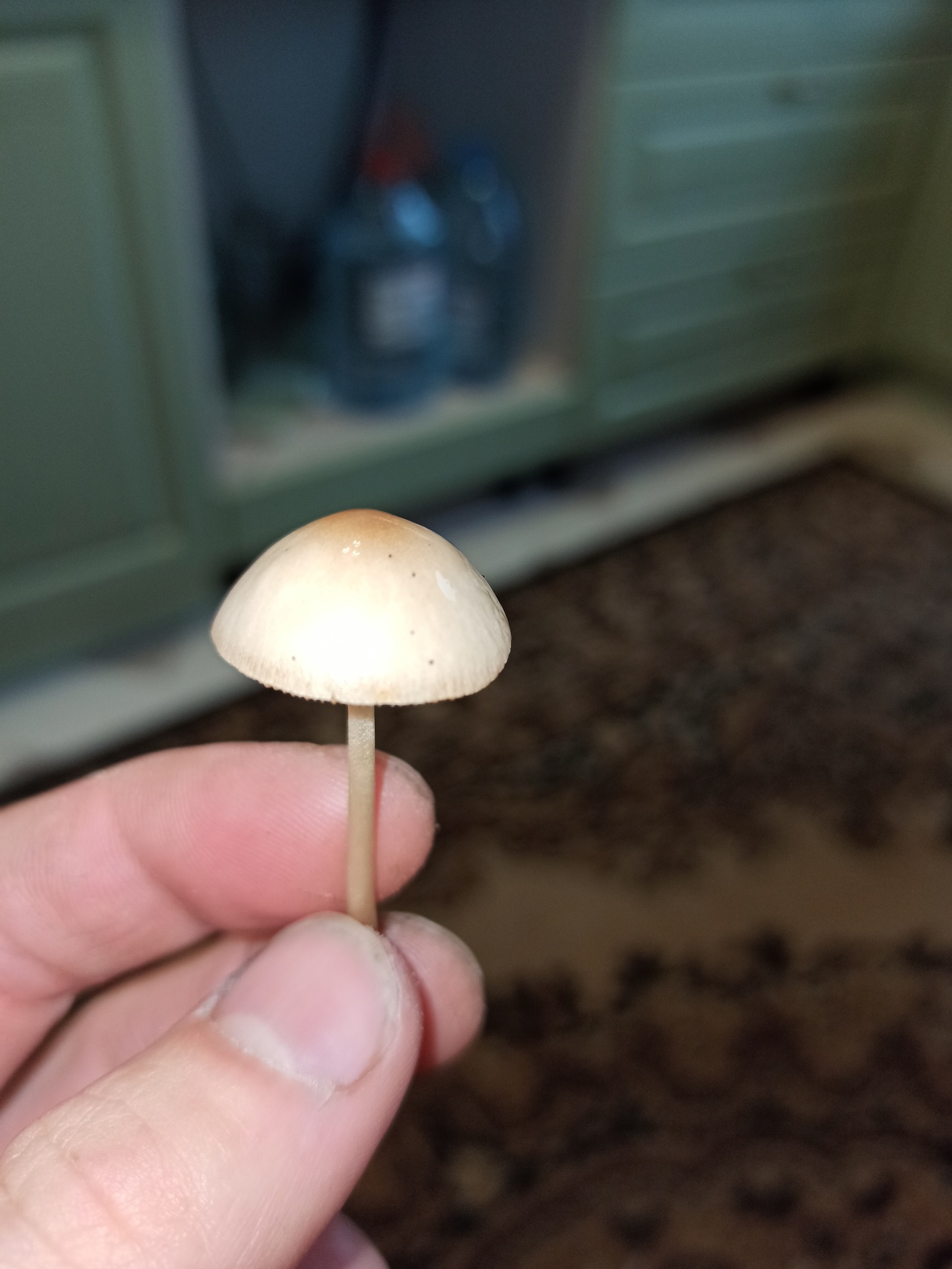 Как распознать грибы по фото