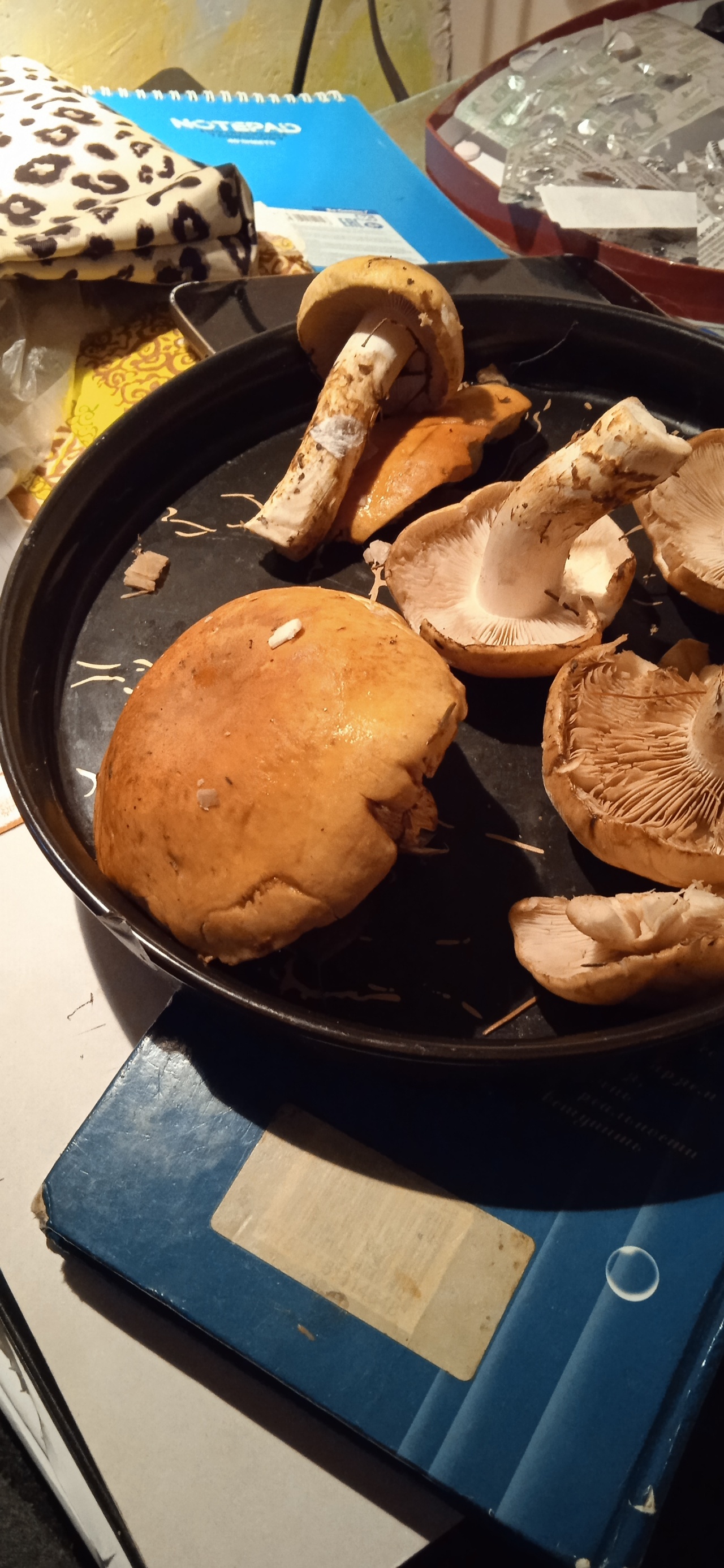 Отличить грибы