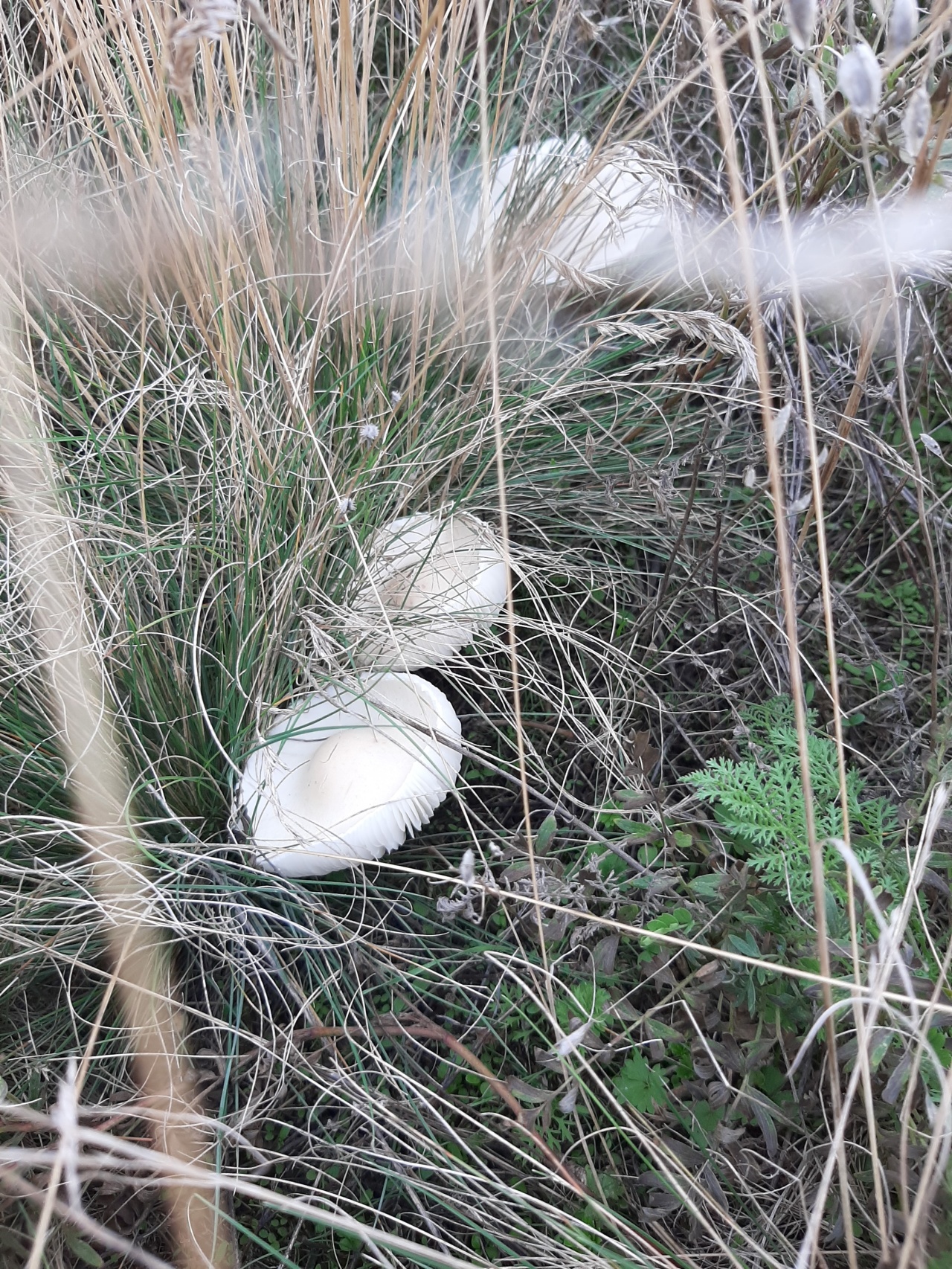 Какие грибы растут в сентябре в Саратовской области