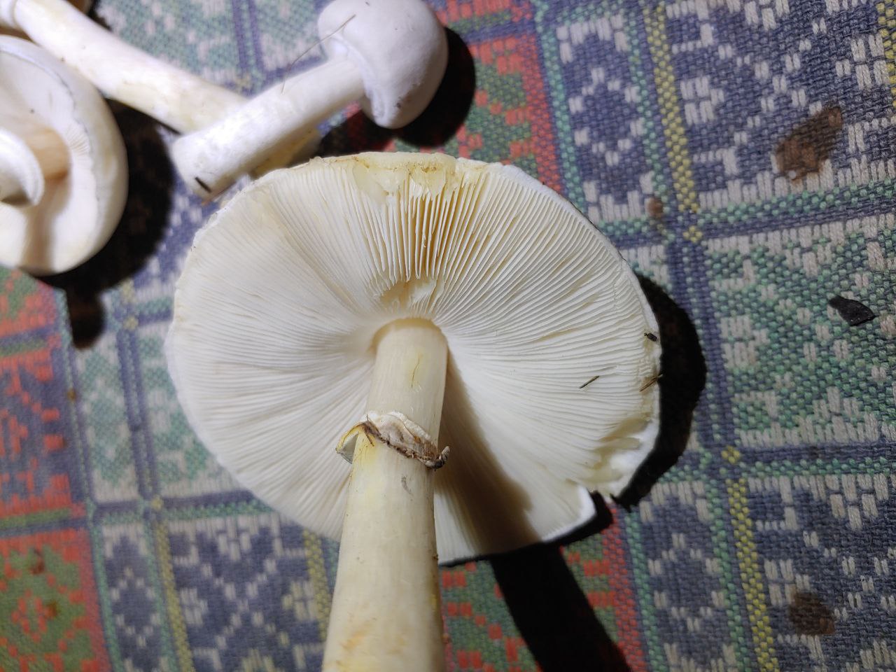 Опознать гриб