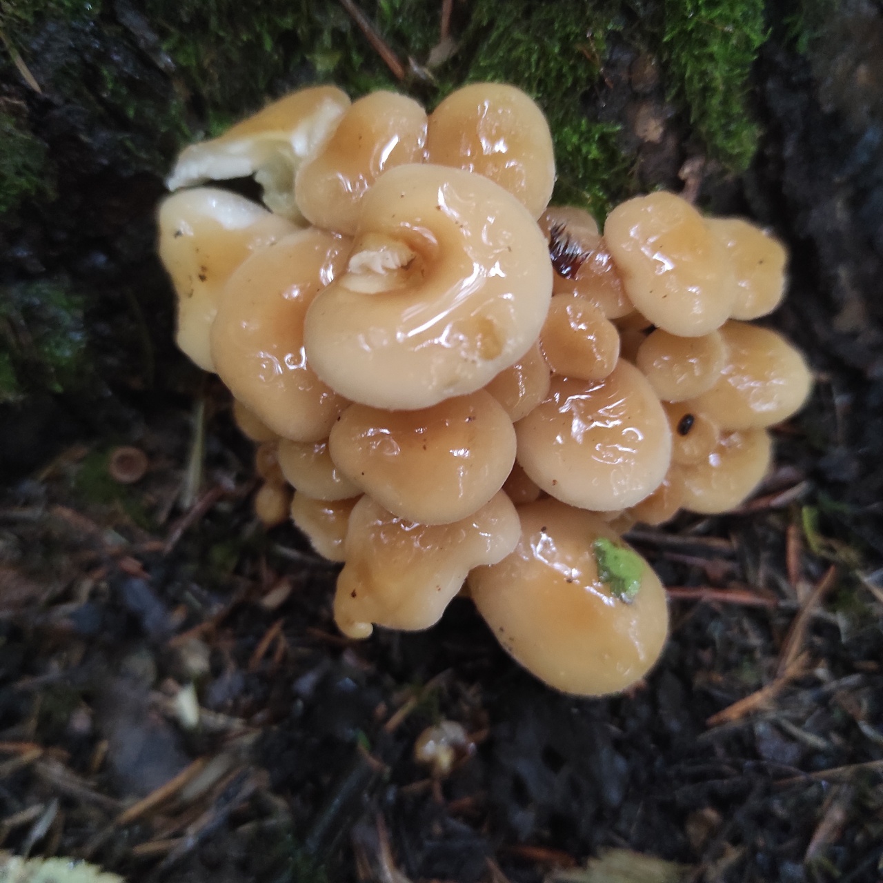 Китайские грибы похожие на опята