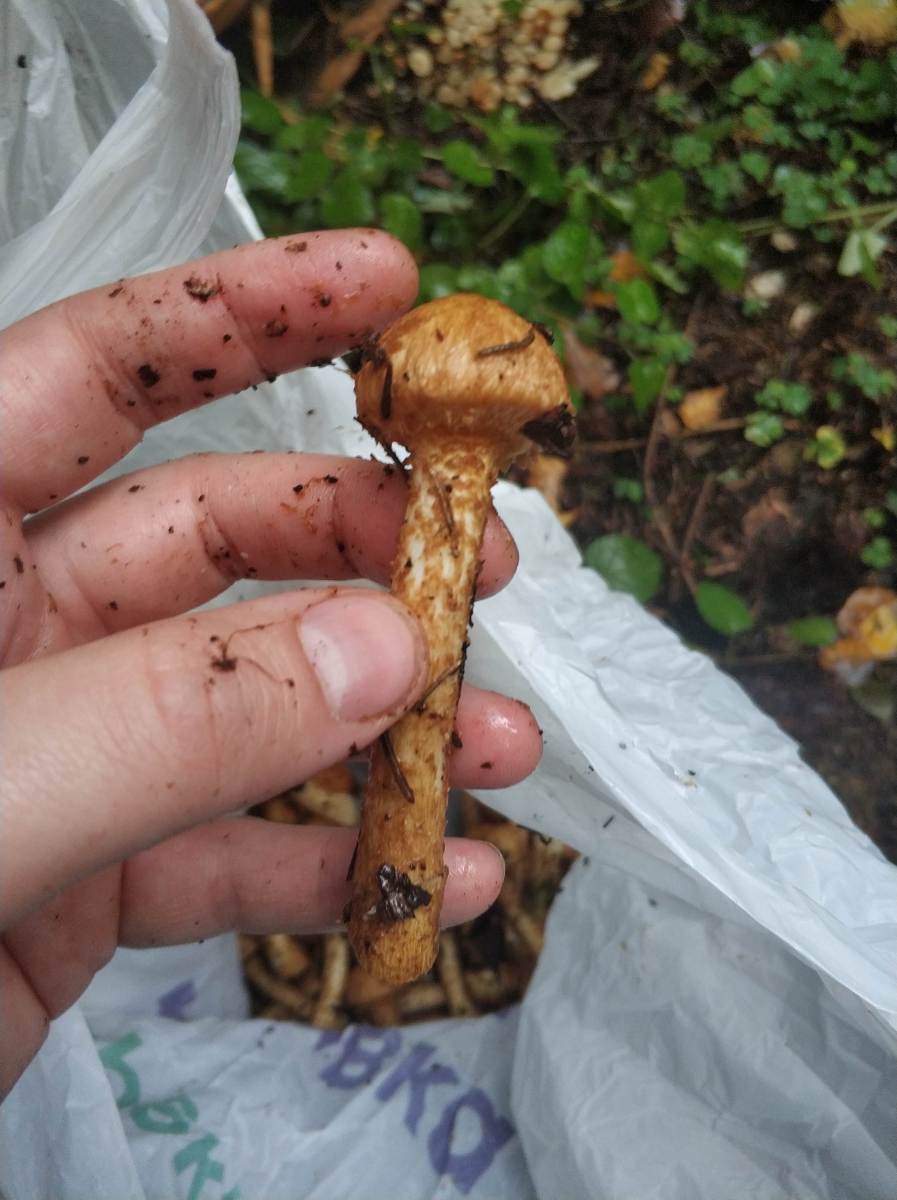 Съедобные ли грибы с большой ножкой красивые большие
