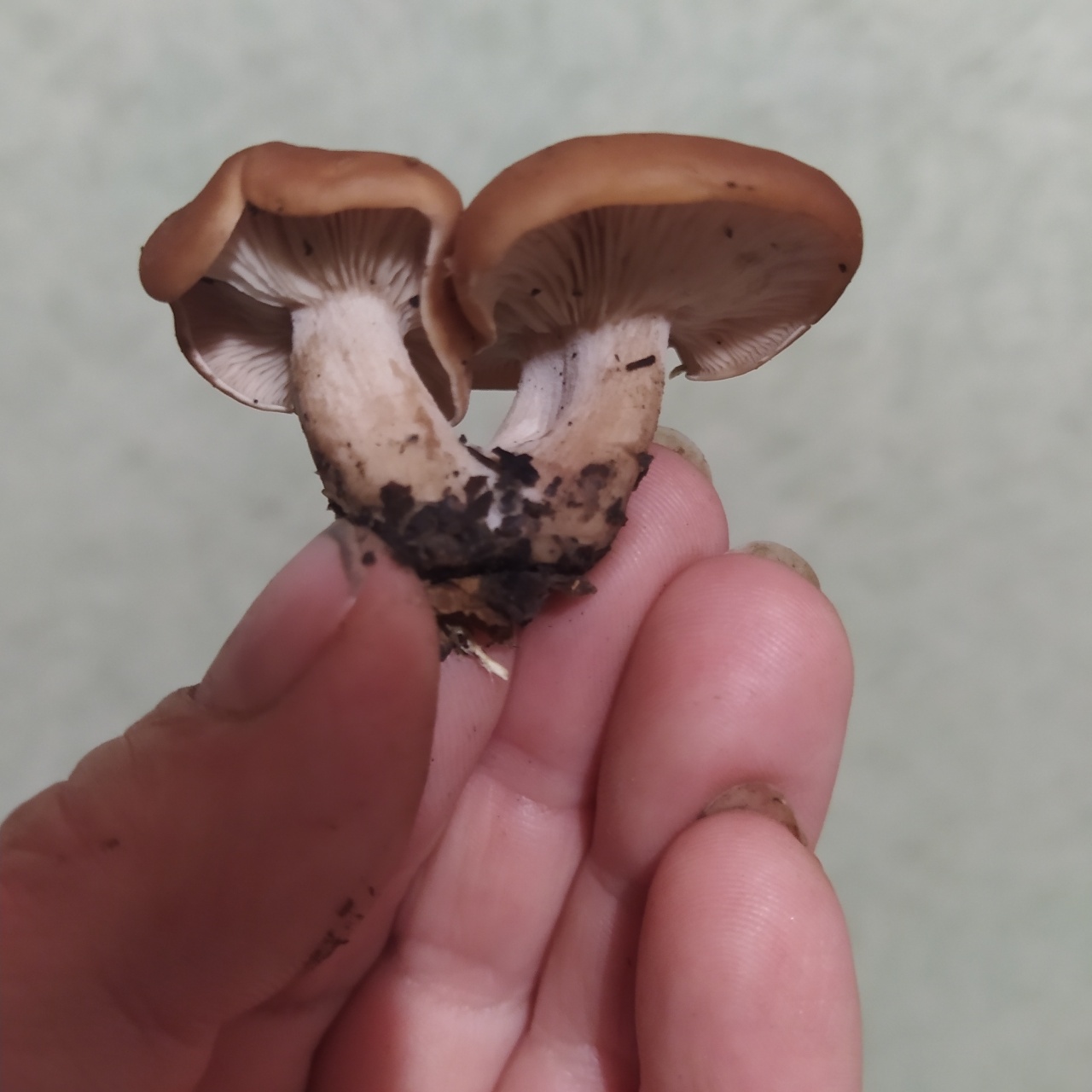 распознавать грибов по фото
