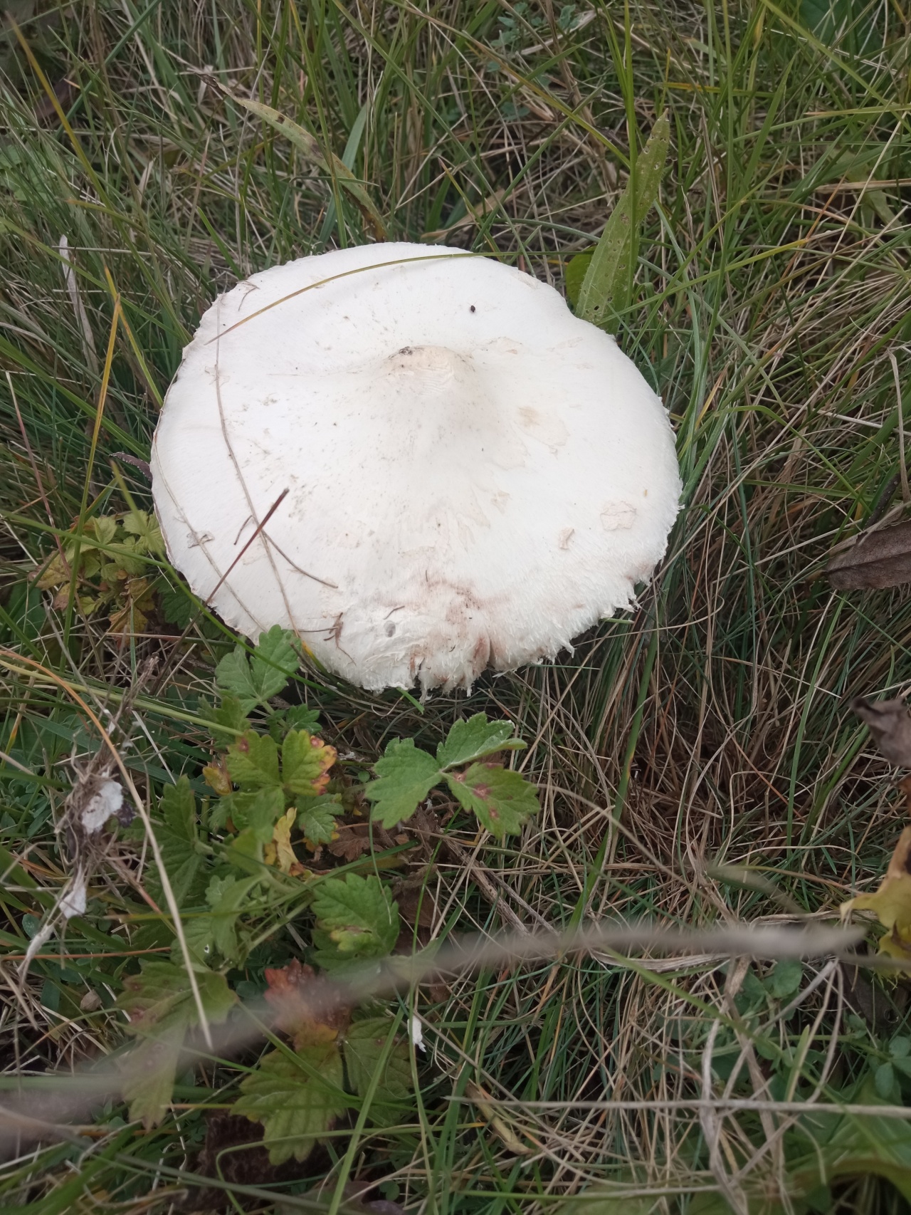 Луговые грибы Курской области