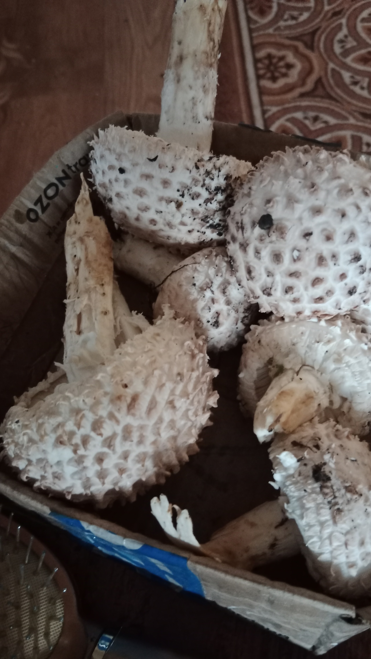 Белый гриб Воронежский