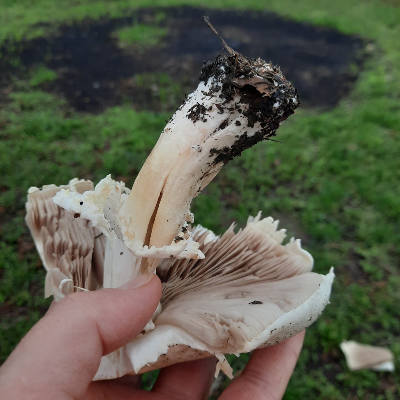 Какие сейчас грибы растут в Воронеже
